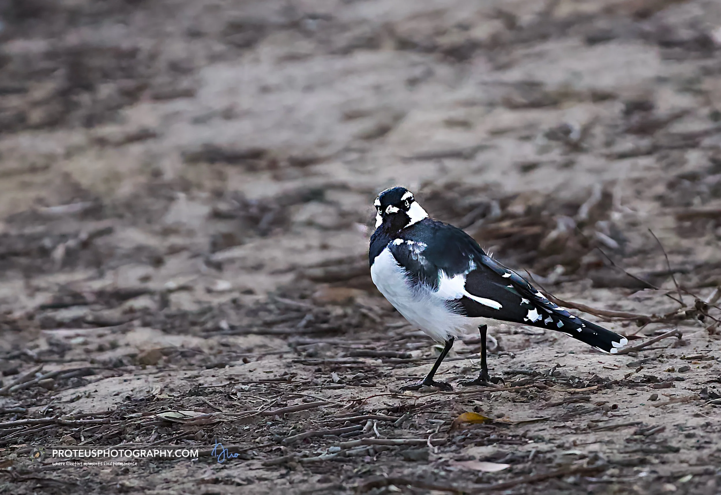 Magpie-larks (Grallina cyanoleuca)
