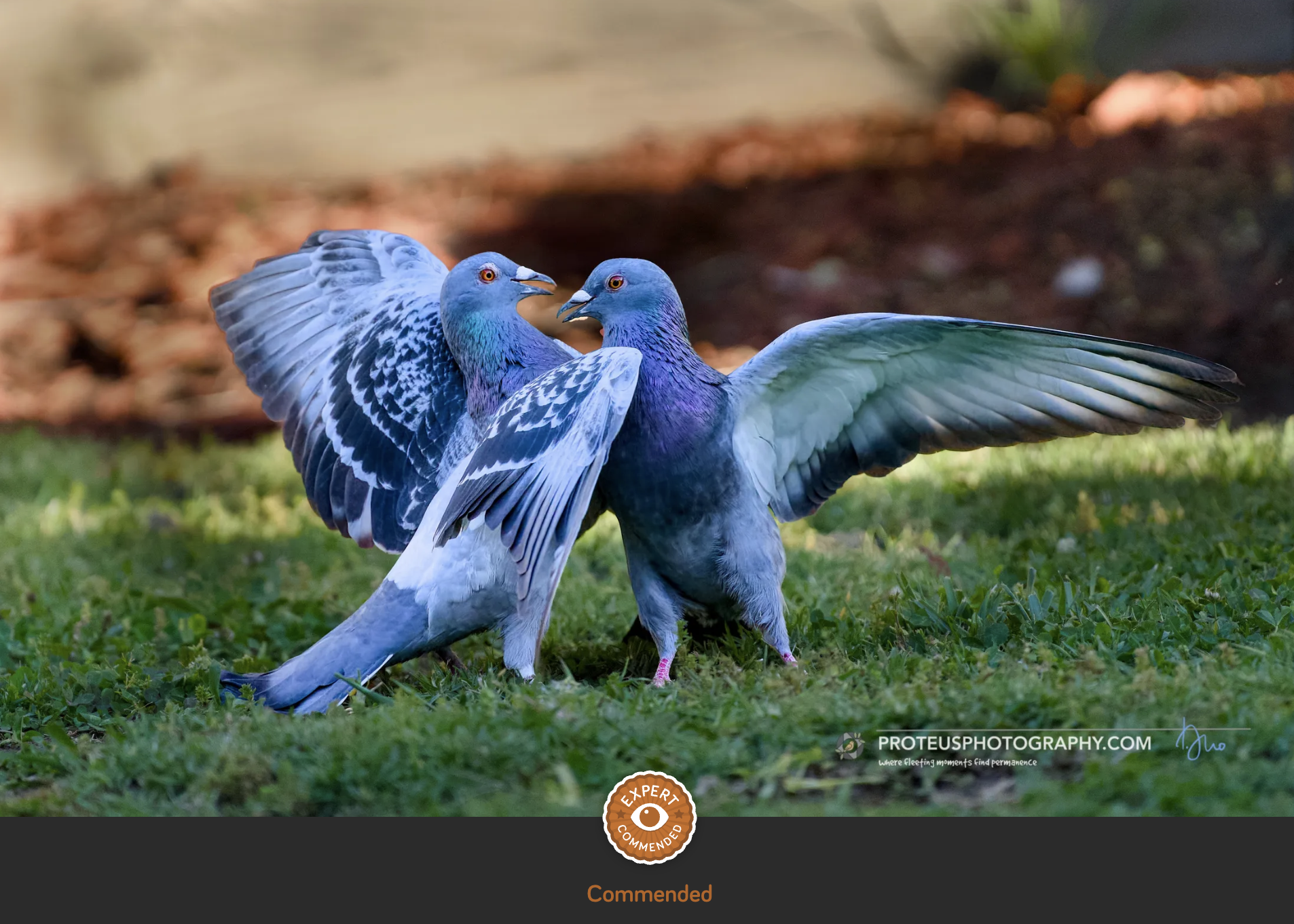 Pigeons Fighting