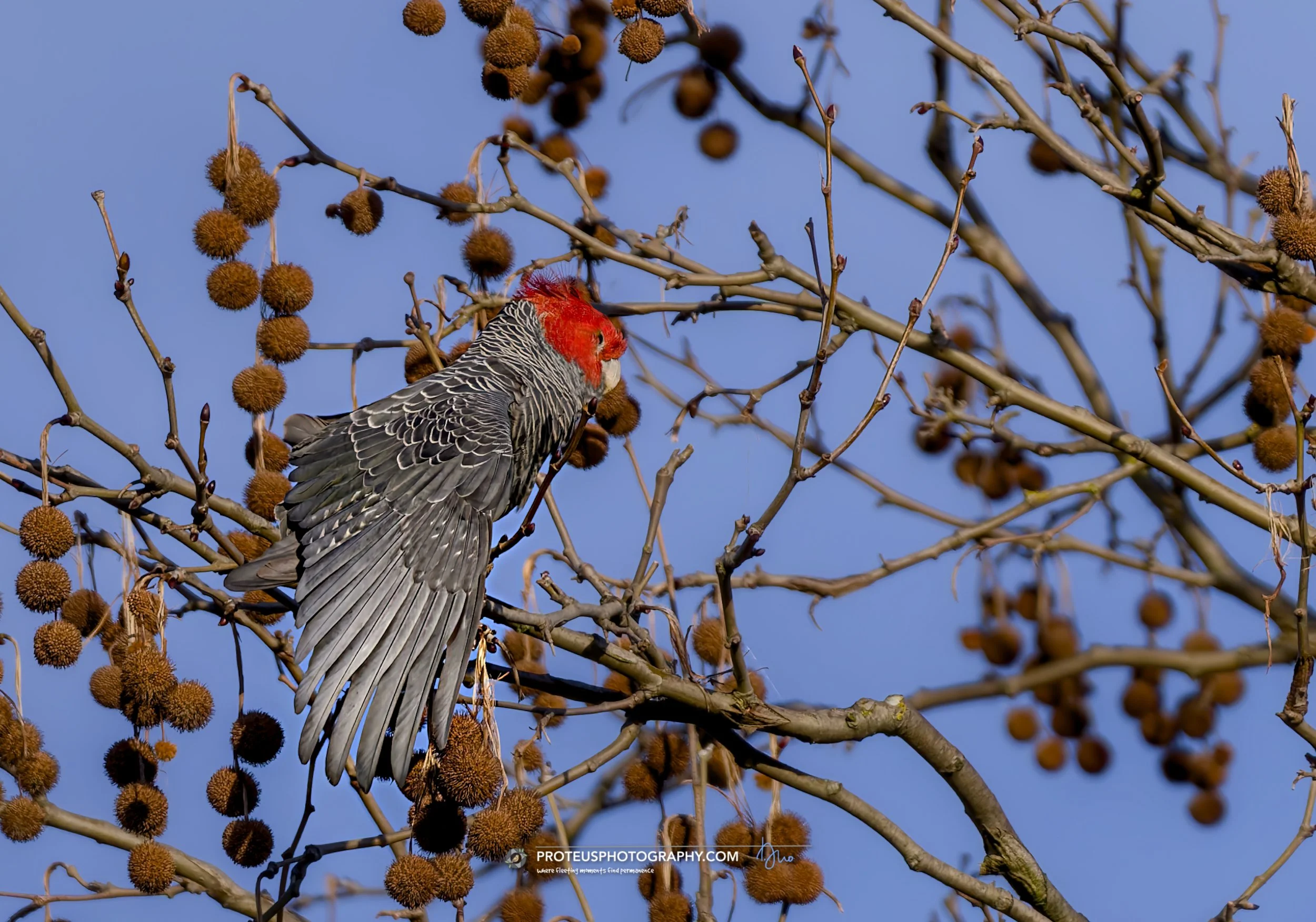 gang-gang cockatoo (Callocephalon fimbriatum