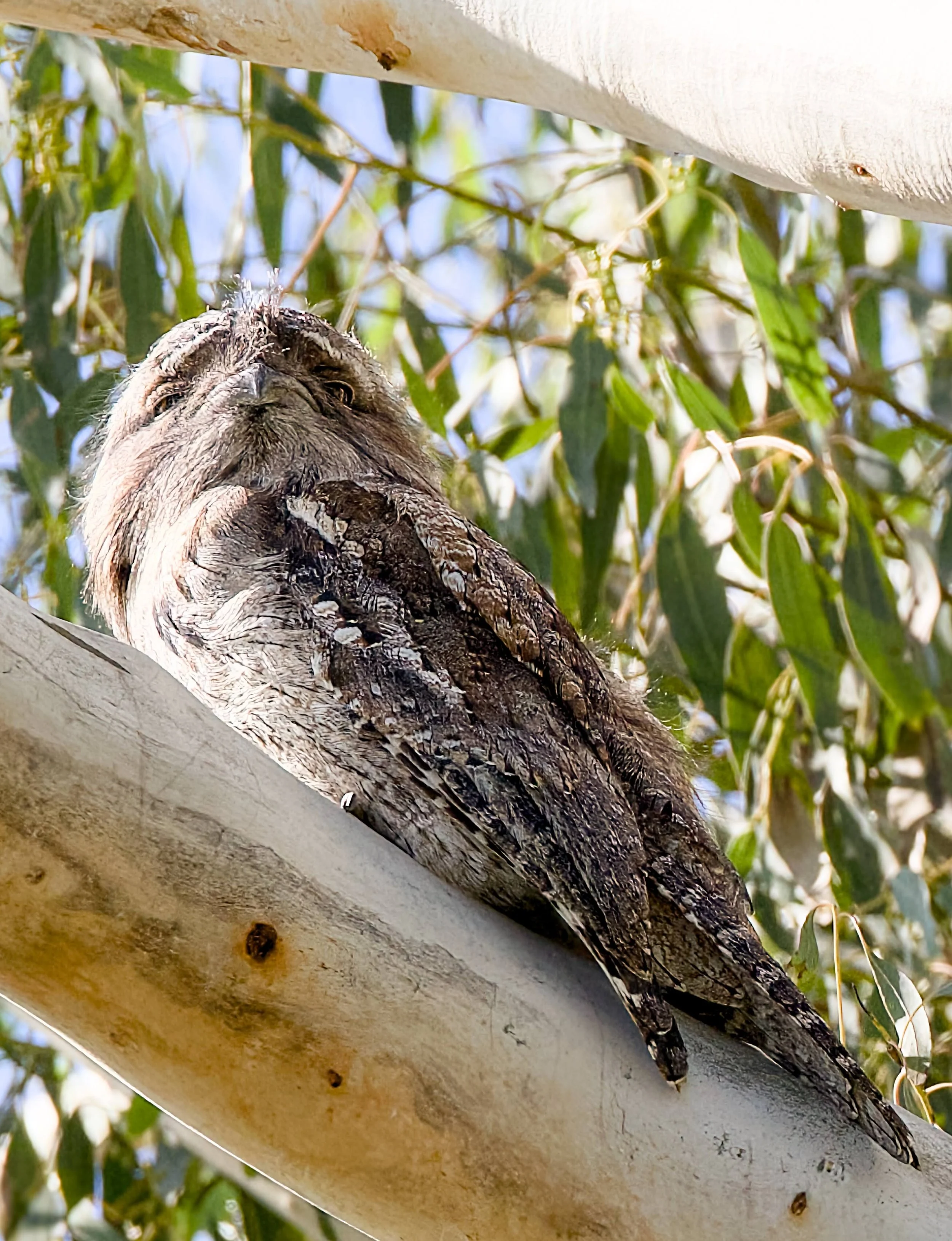 tawny frogmouth (Podargus strigoides) 