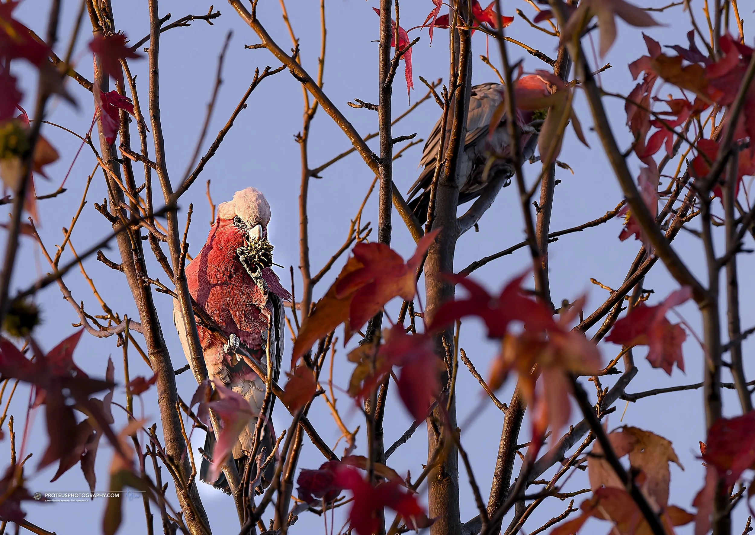 galah
