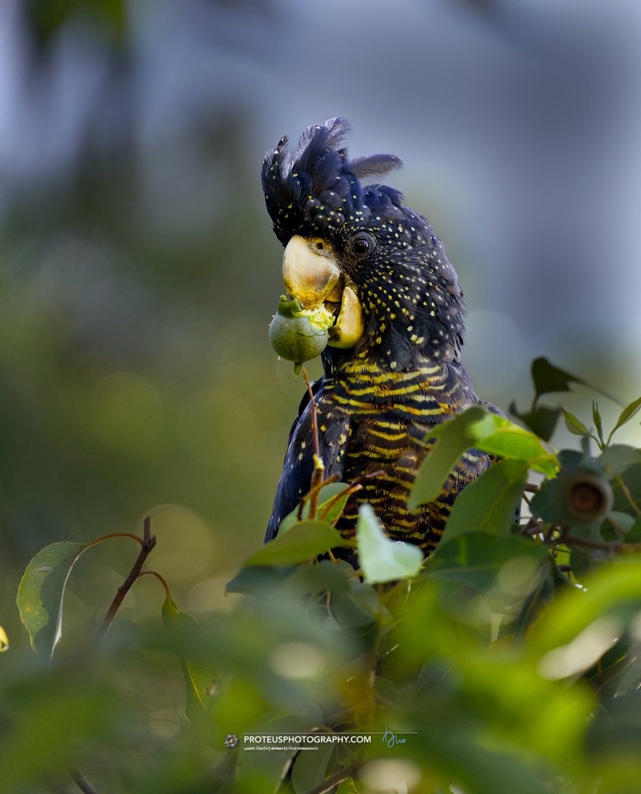 red-tailed black cockatoo (Calyptorhynchus banksii)