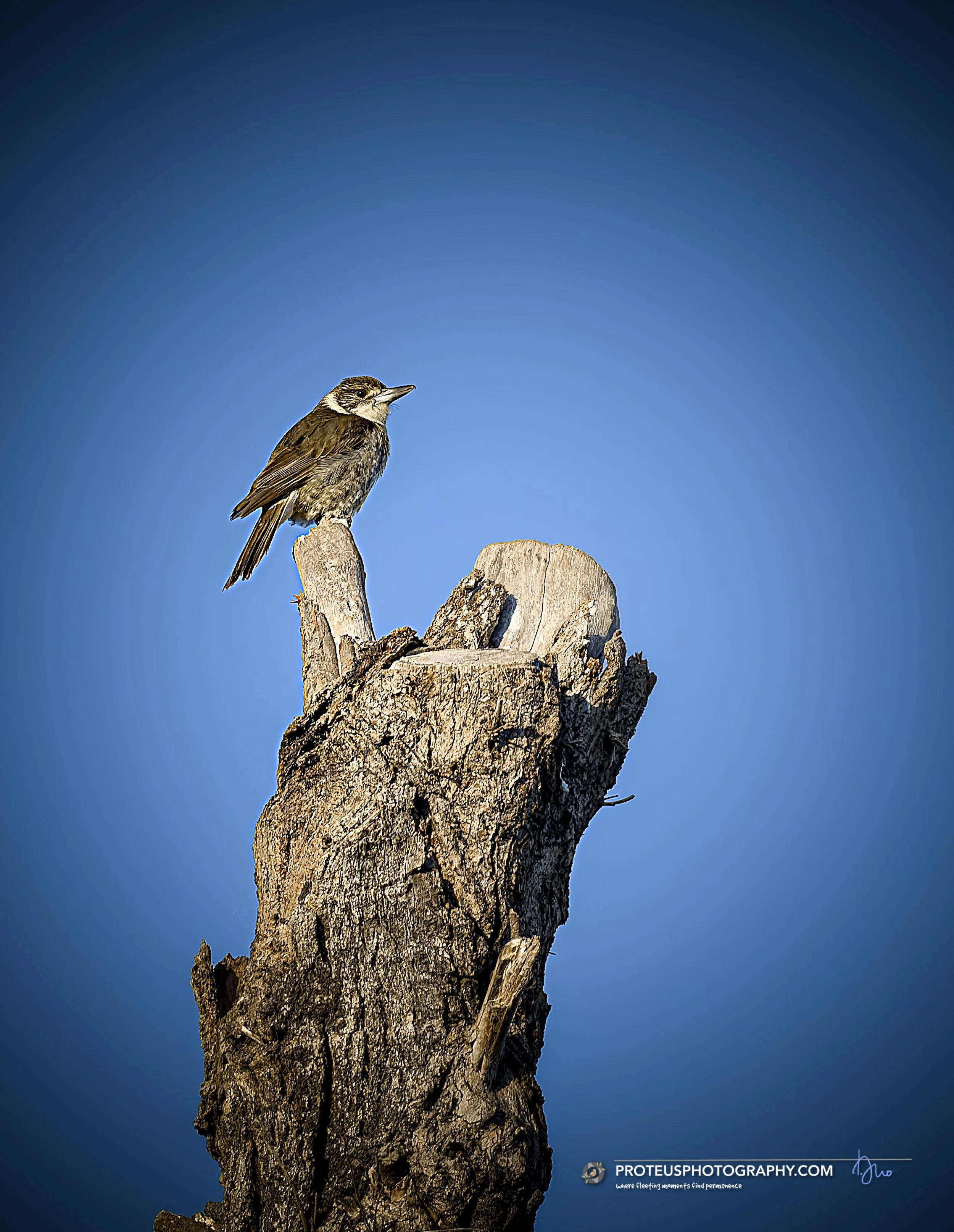 Grey Butcherbird (Cracticus torquatus)