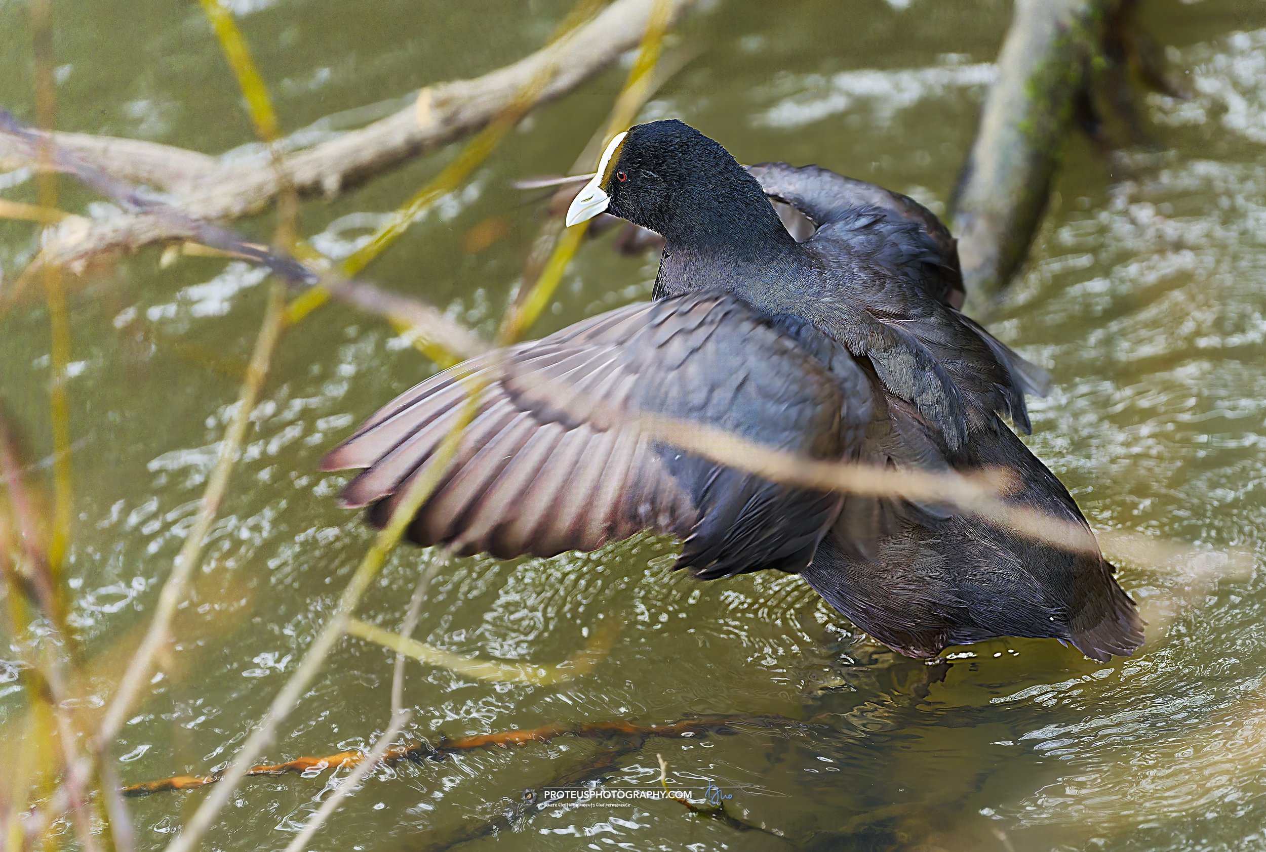 Eurasian coot (Fulica atra)