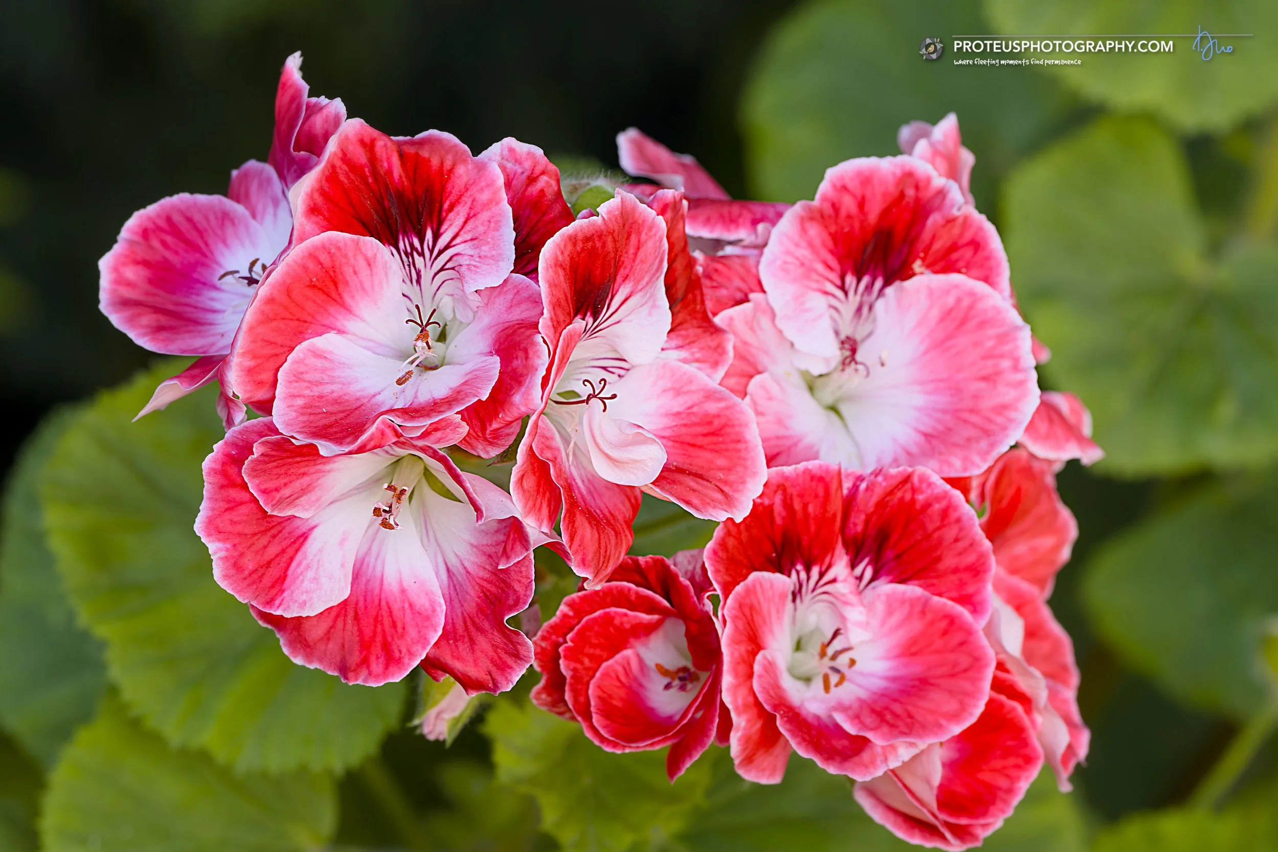 vibrant cluster of Regal Geraniums (Pelargonium grandiflorum), which are highly popular flowering plants known for their large, multi-colored blooms.