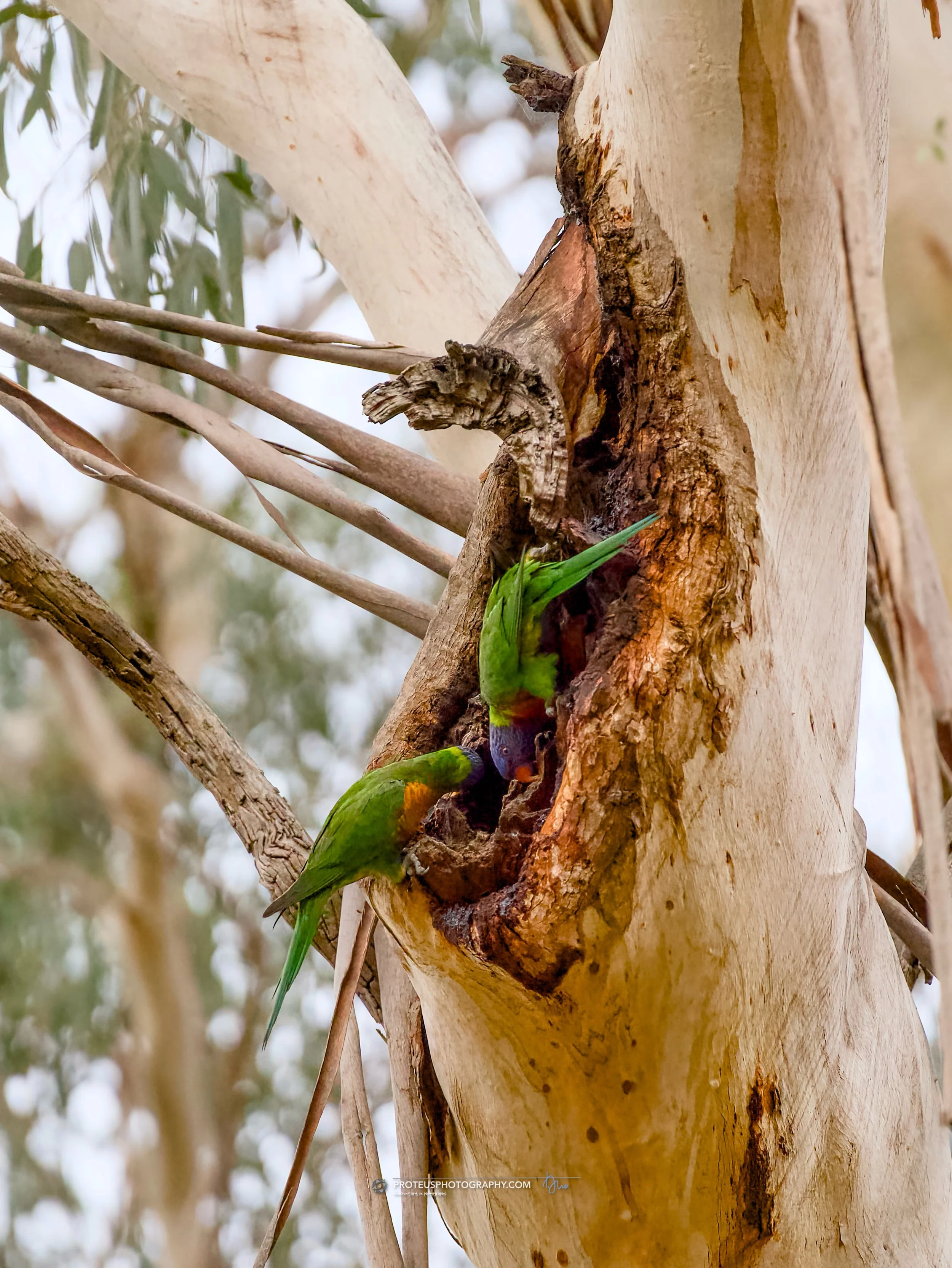 Two lorikeets feeding from a tree hole.