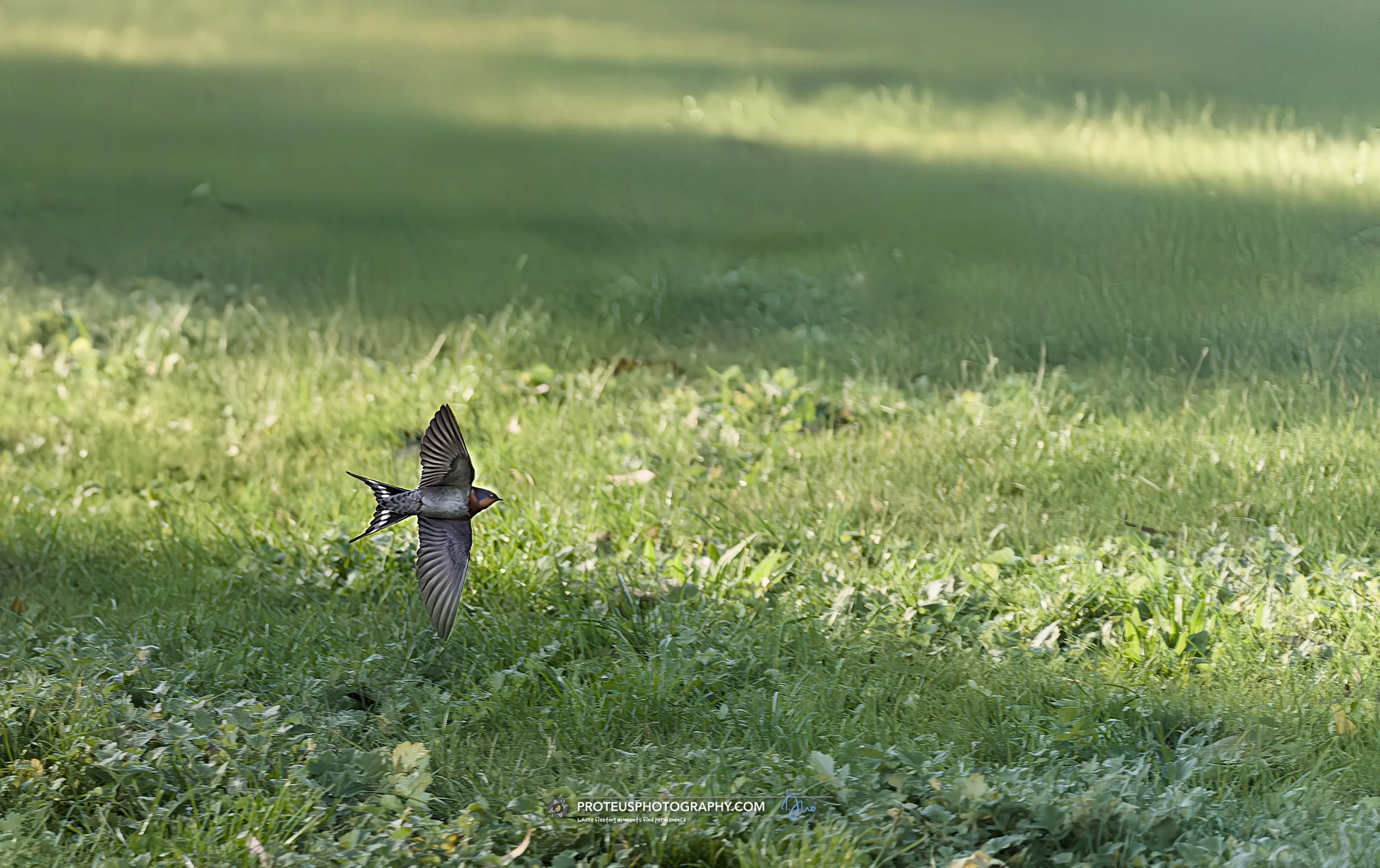 welcome swallow