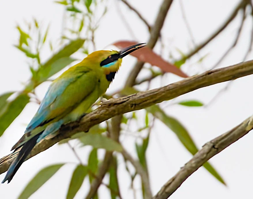 Colorful bird perched on a tree branch with green leaves and a blurred background