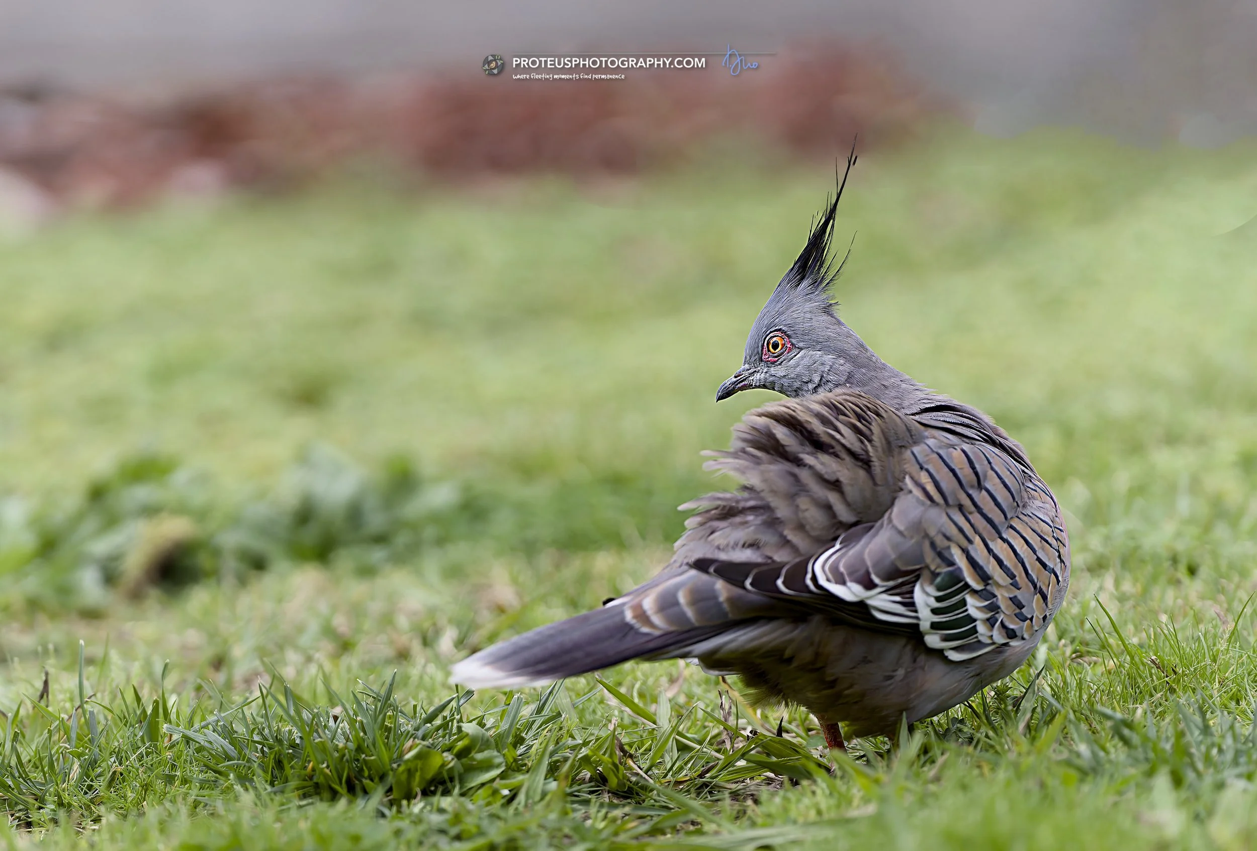 crested pigeon (ocyphaps lophotes)