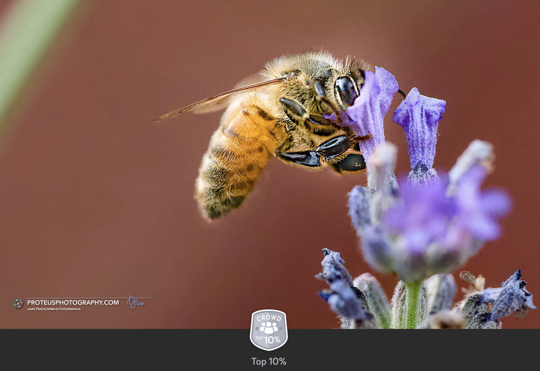 bee on lavender