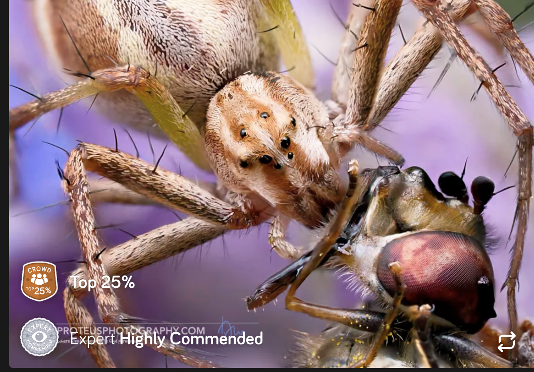 expert highly commended - spider catching prey