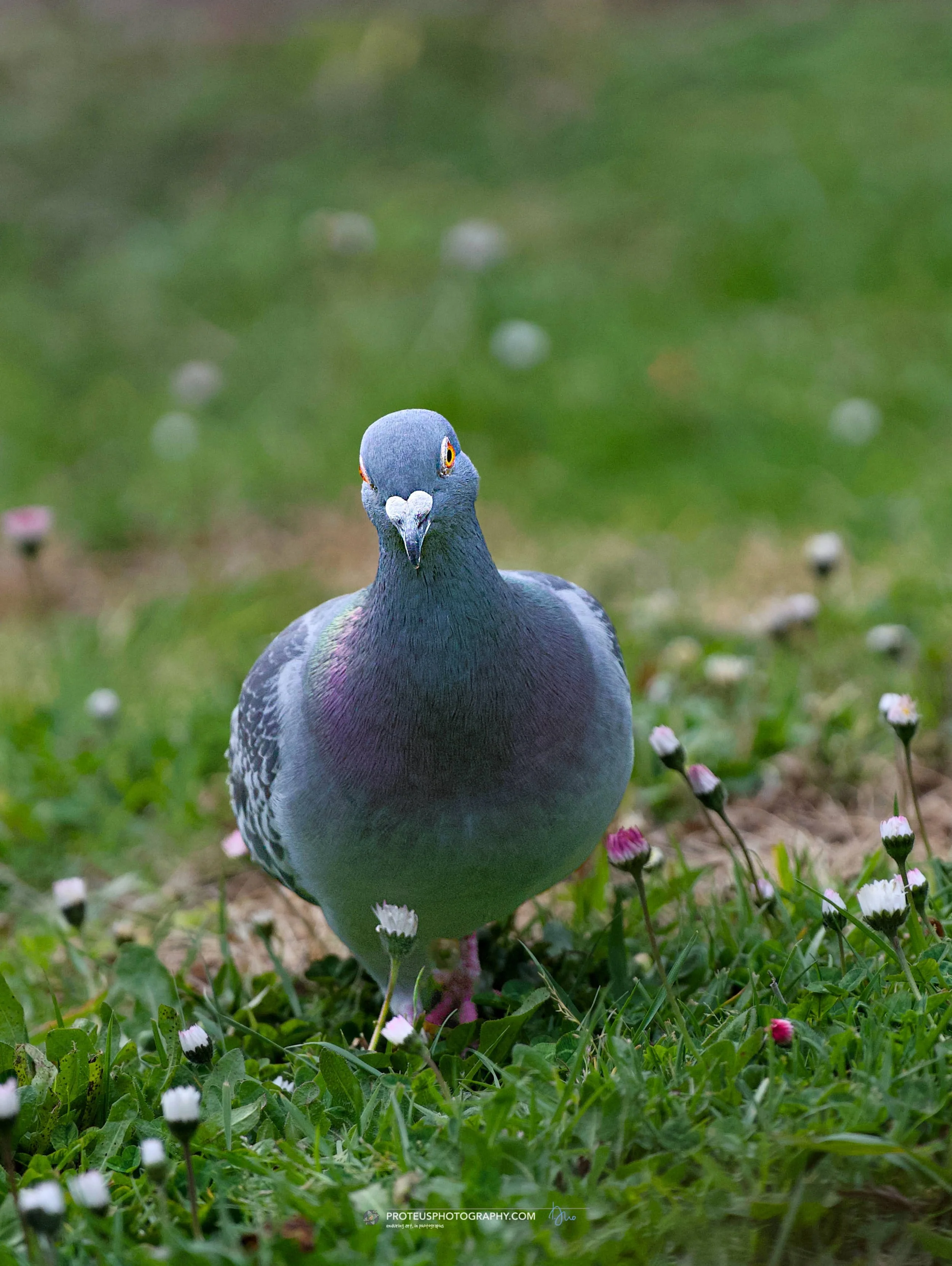 pigeon
