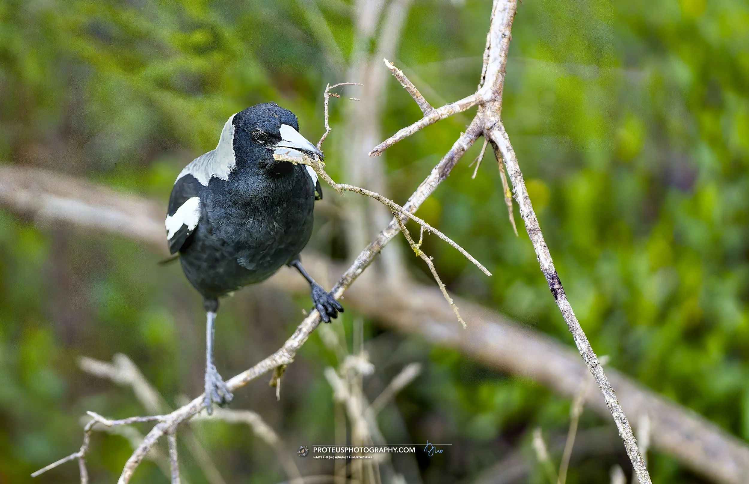 magpie (gymnorhina tibicen)