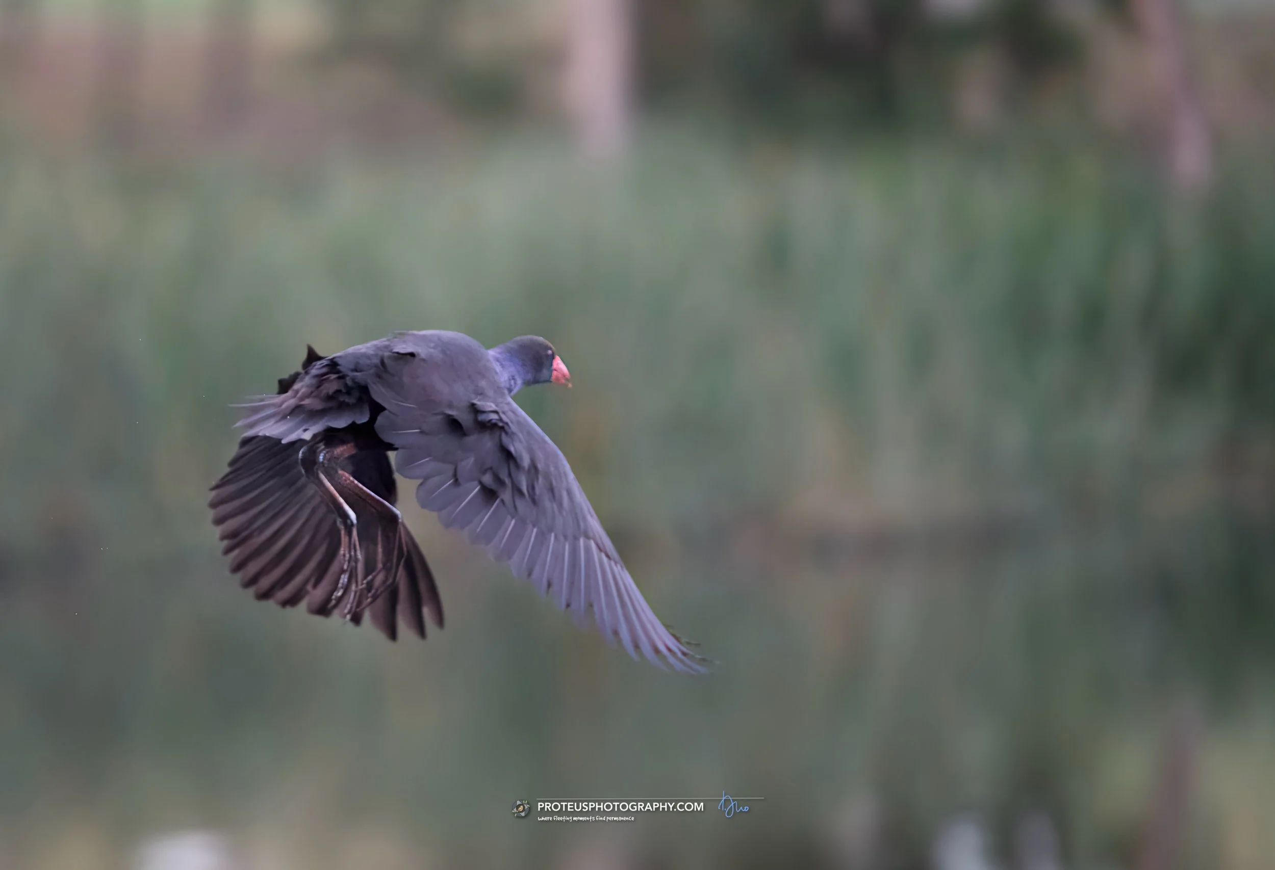 in flight - swamphen (porphyrio melanotus)