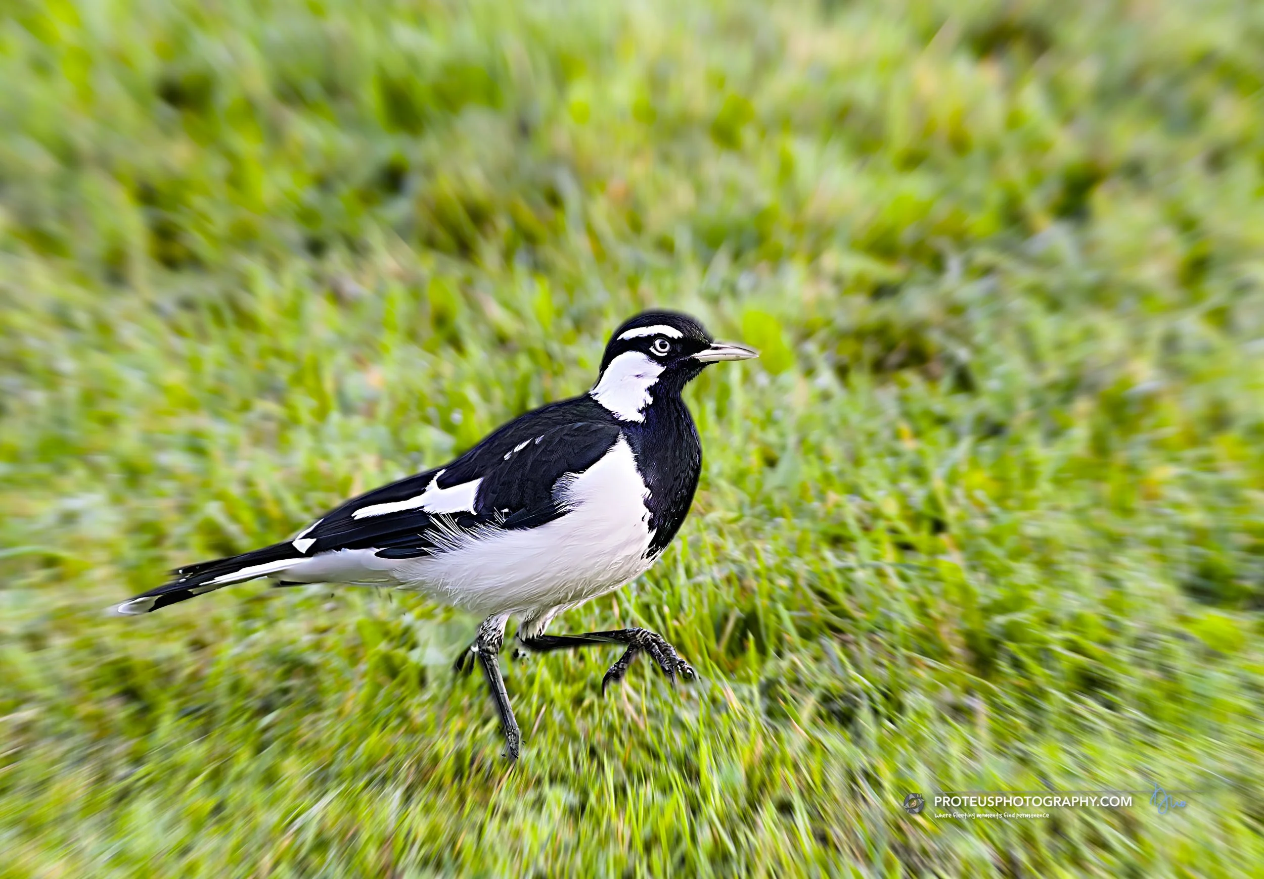 Magpie-lark (Grallina cyanoleuca)
