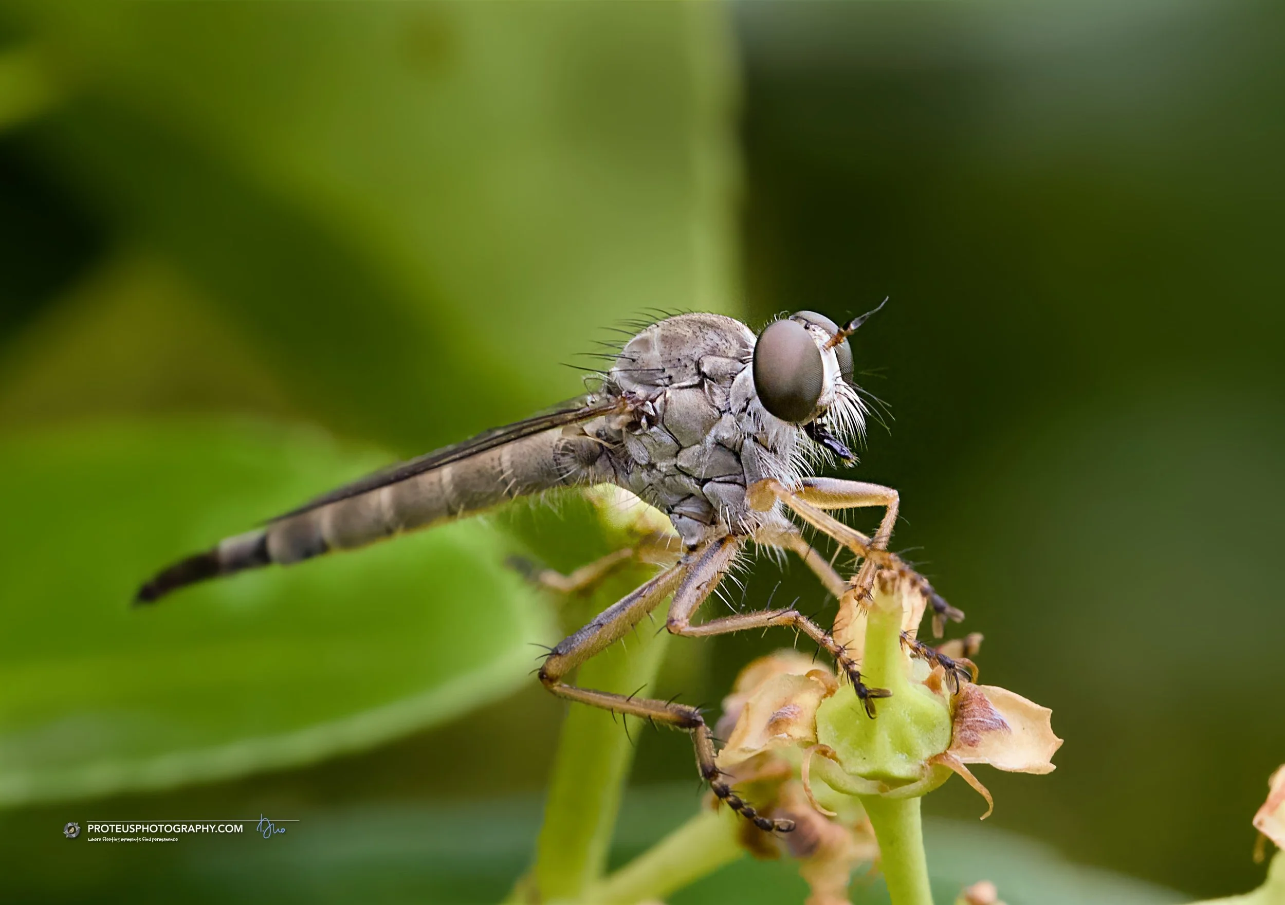 robber fly (family Asilidae) - predatory flies, also known as assassin flies or bee killers!