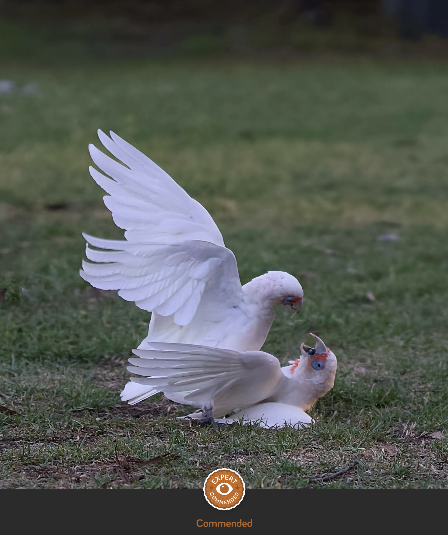 Corella in a Brawl
