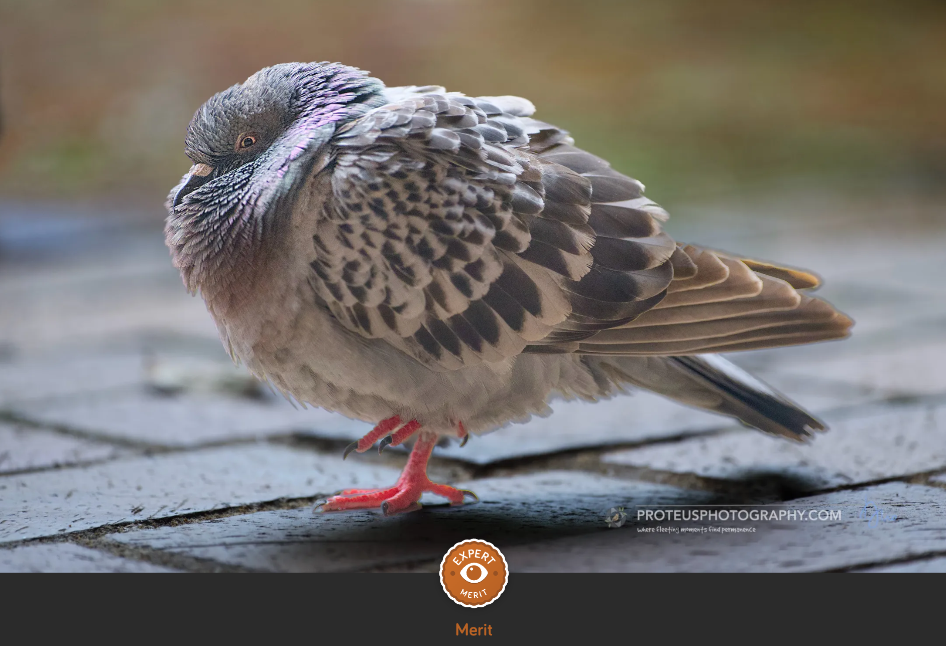 pigeon on ledge