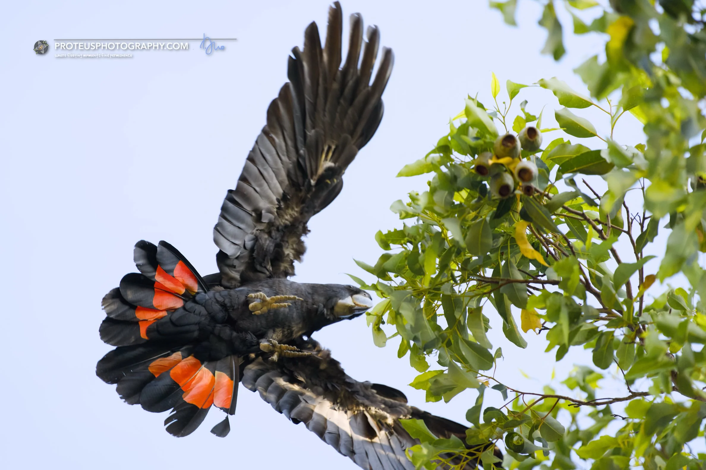 black cockatoo (male) in flight
