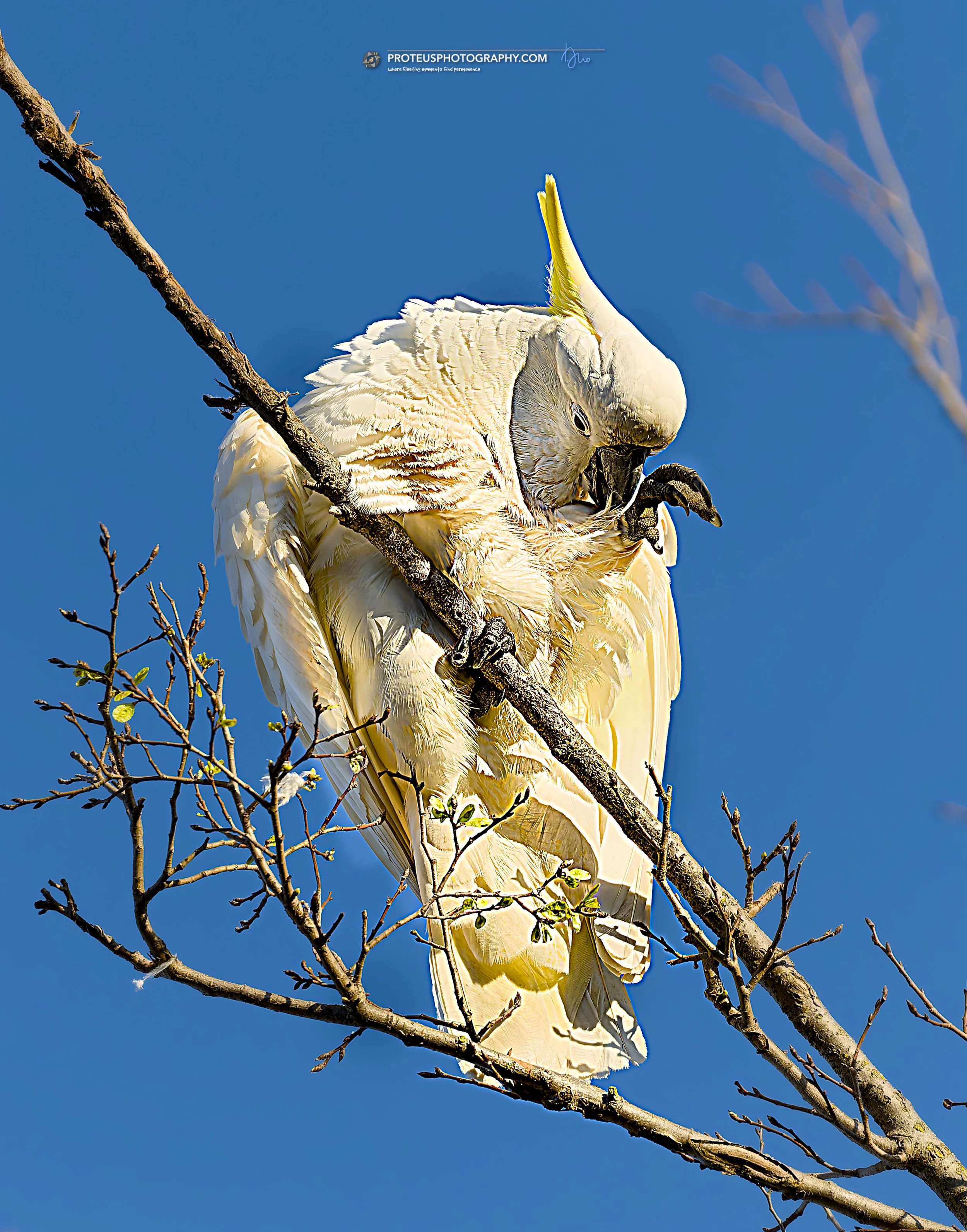sulphur-crested cockatoo (cacatua galerita)
