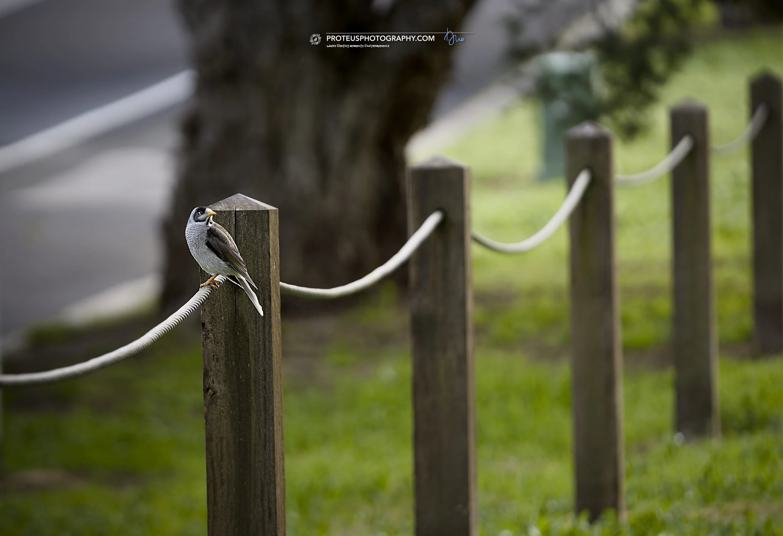 noisy miner