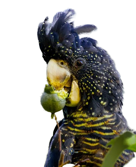 Colorful bird with a large beak and yellow spots on dark feathers, holding a green berry in its beak.