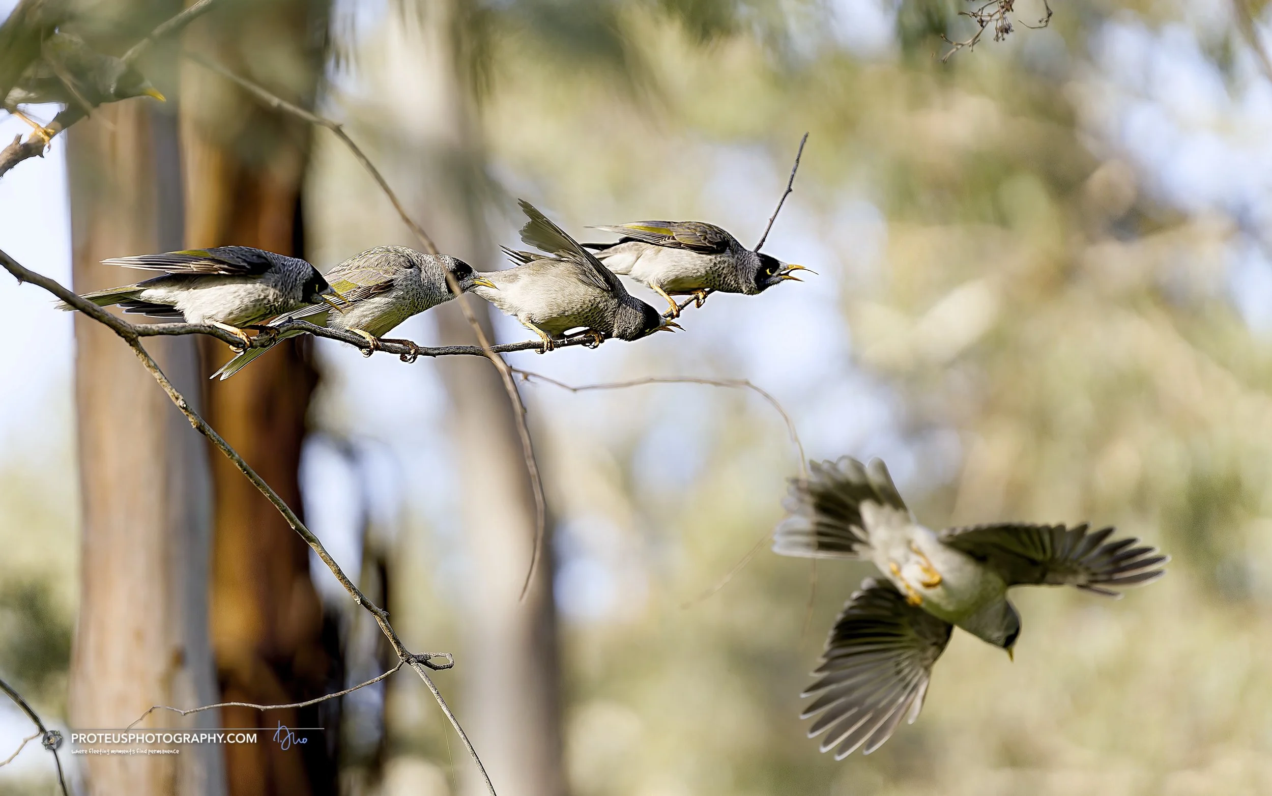 noisy miners excited
