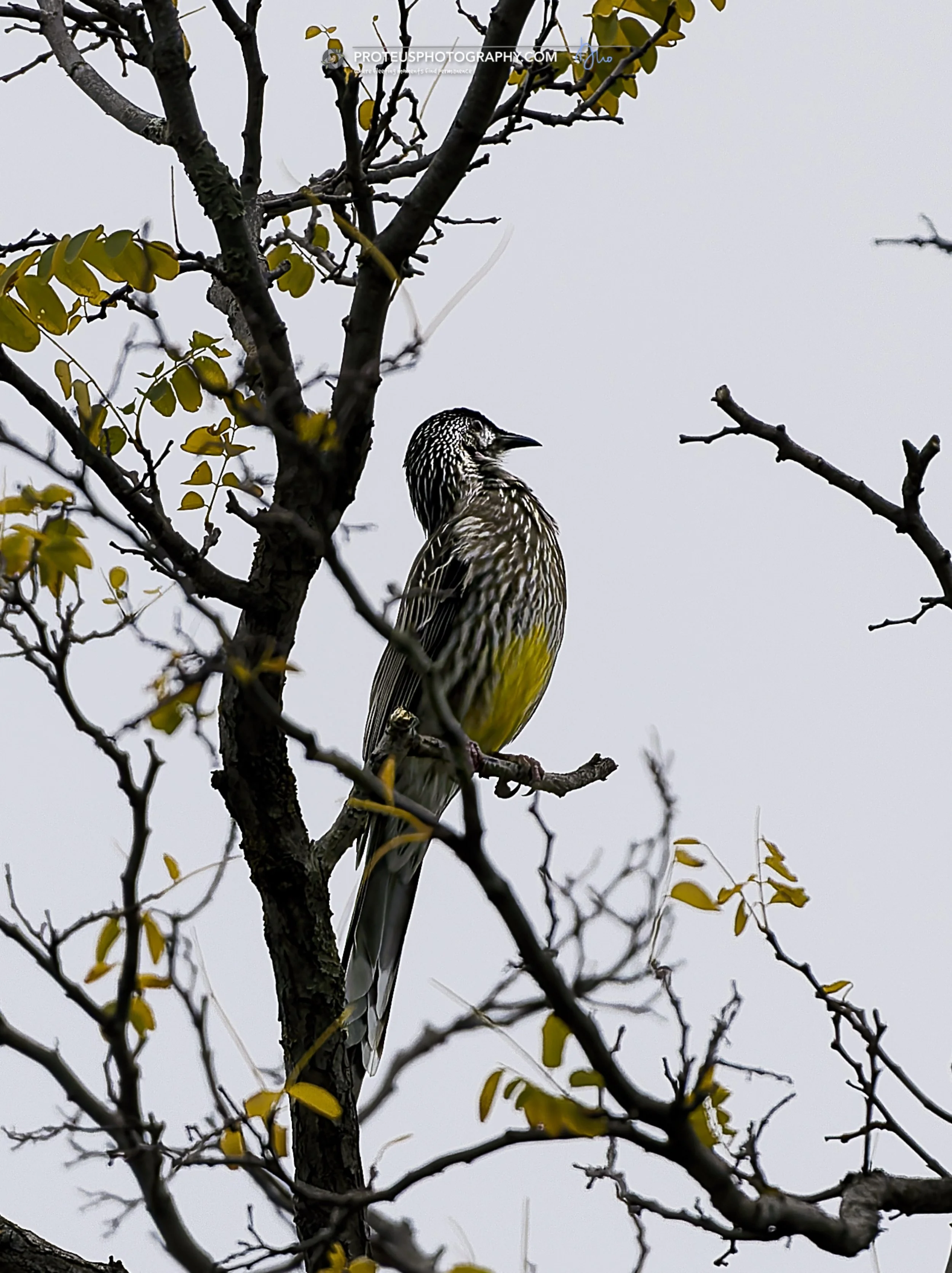 Red Wattlebird (Anthochaera carunculata) 
