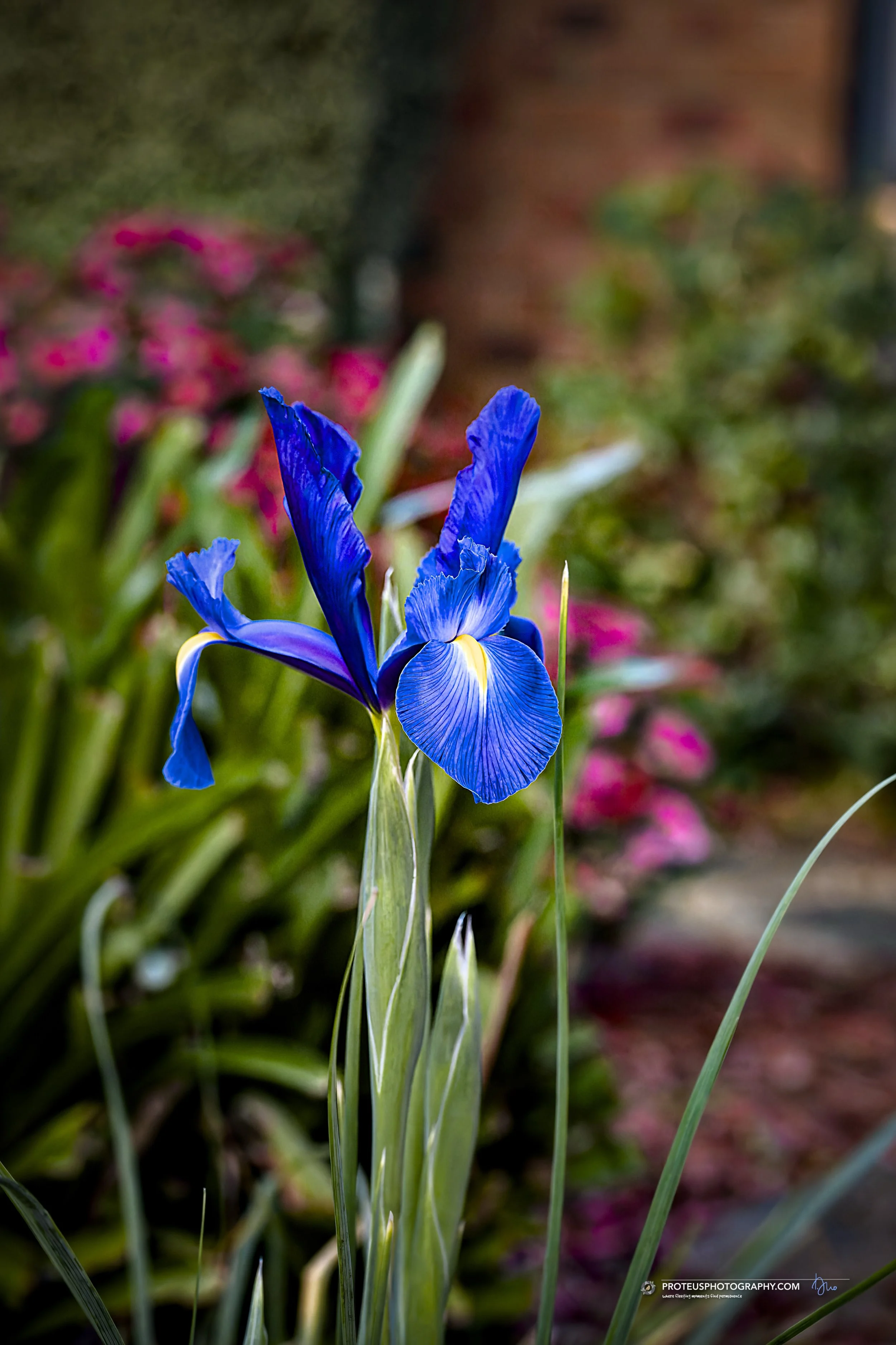 vibrant blue Dutch Iris (Iris × hollandica),