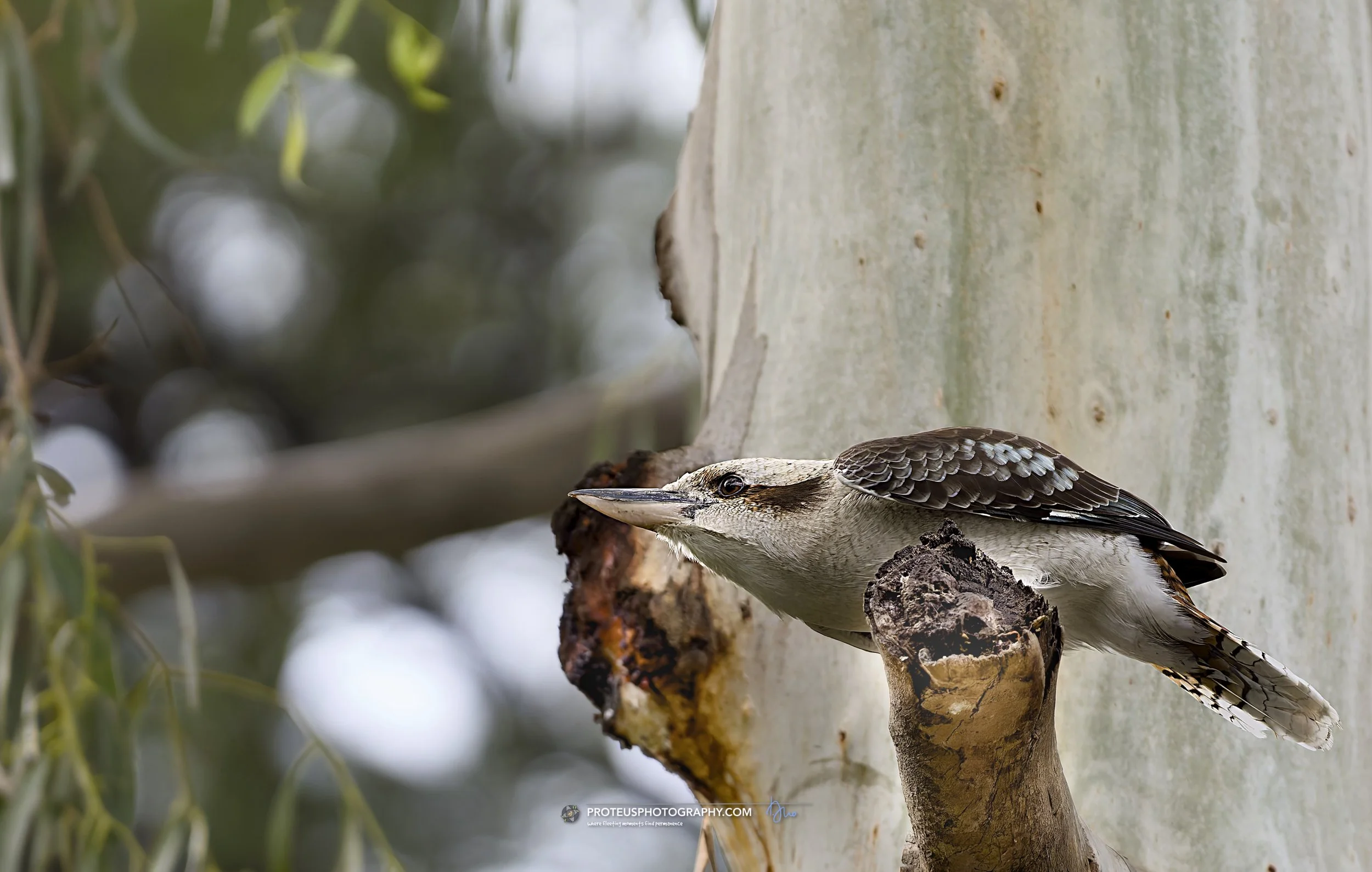 kookaburra