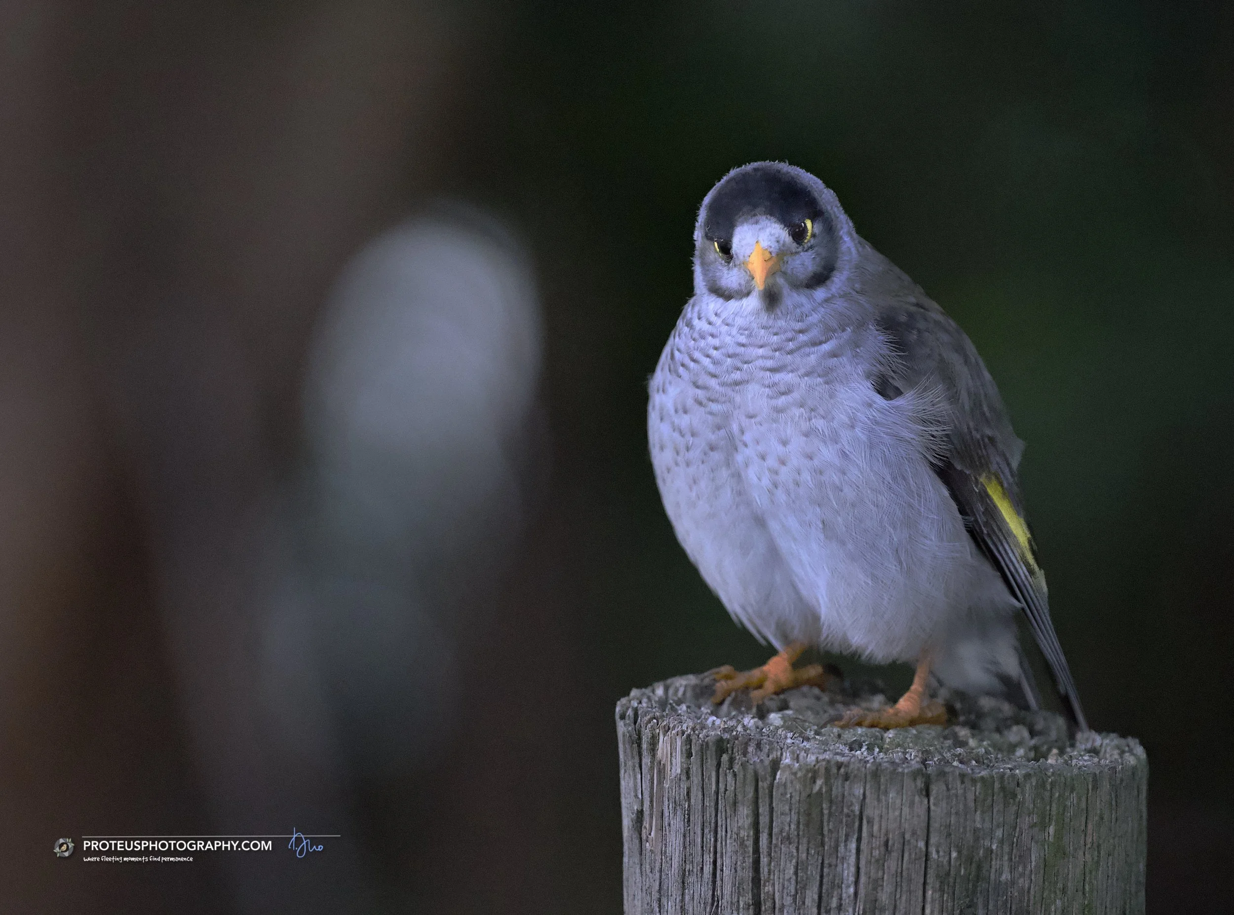 noisy miner