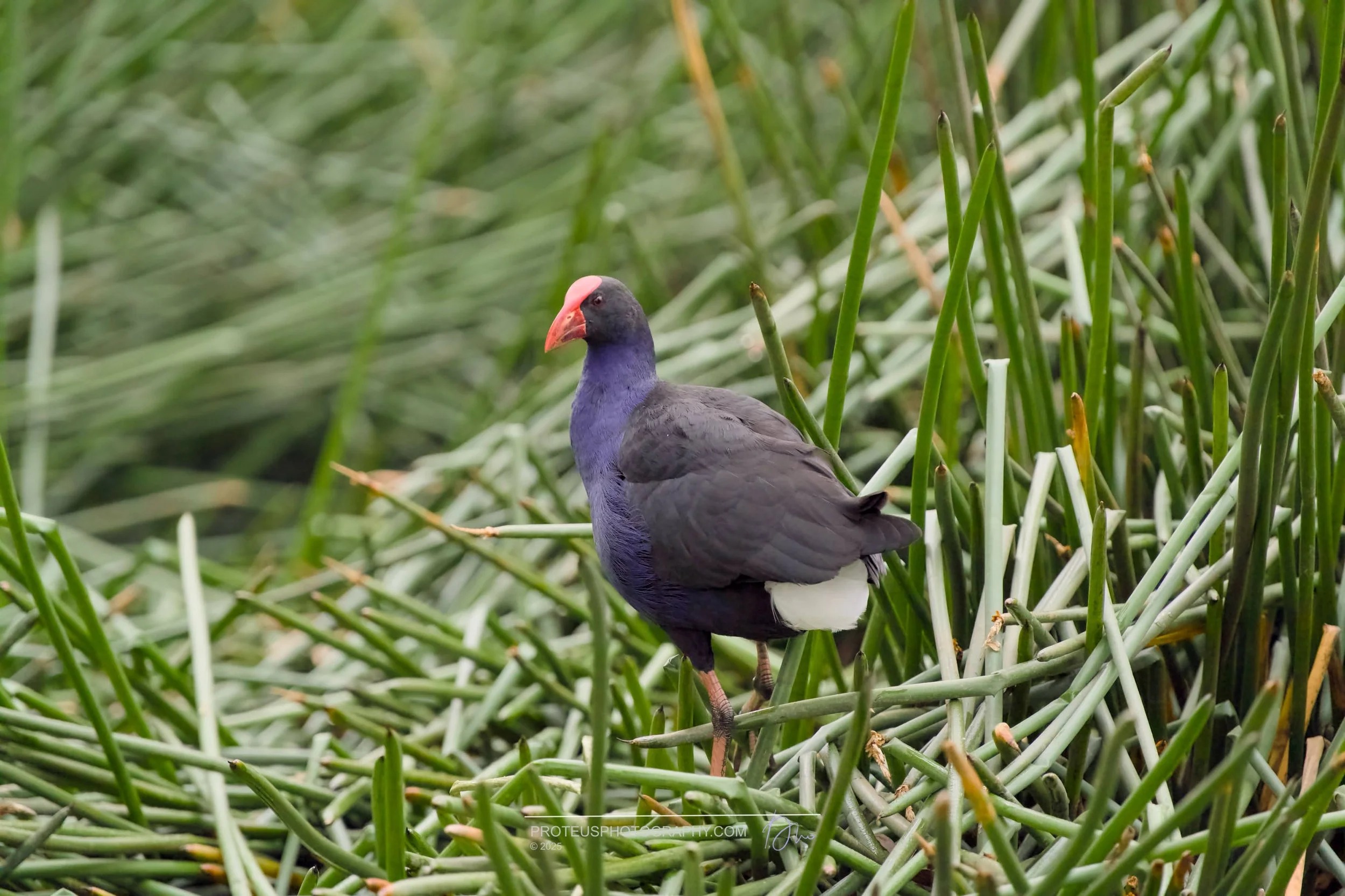 swamphen (porphyrio melanotus), or pūkeko in NZ