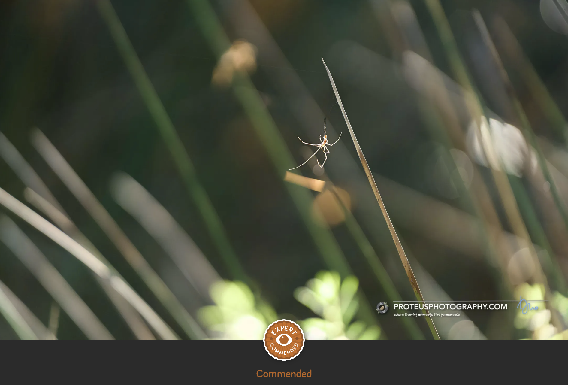 Spider on the Hunt