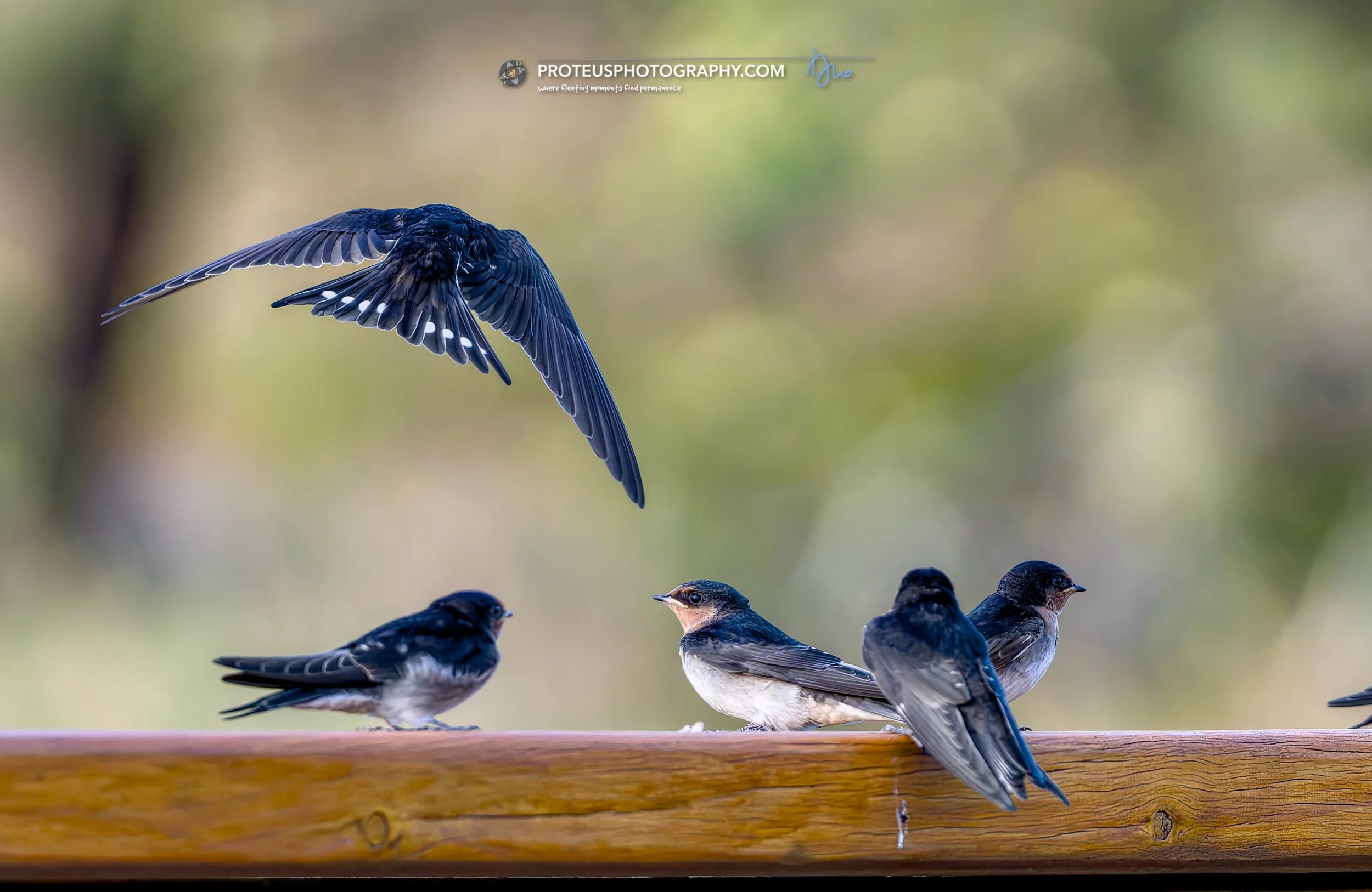 welcome swallow (Hirundo neoxena) 