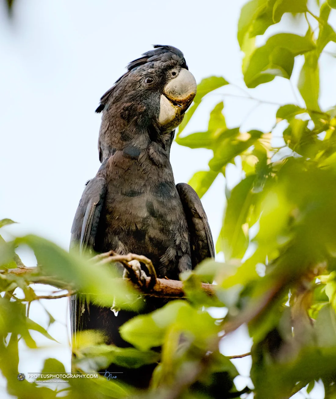 black cockatoo (male)