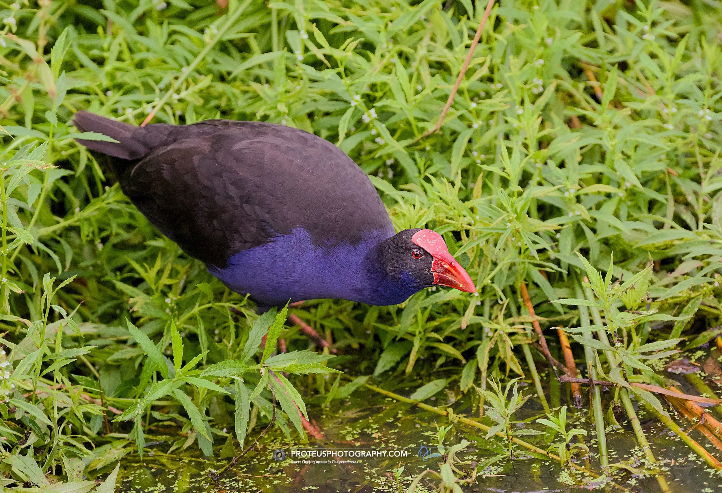 Swamphen, also known as a Pūkeko