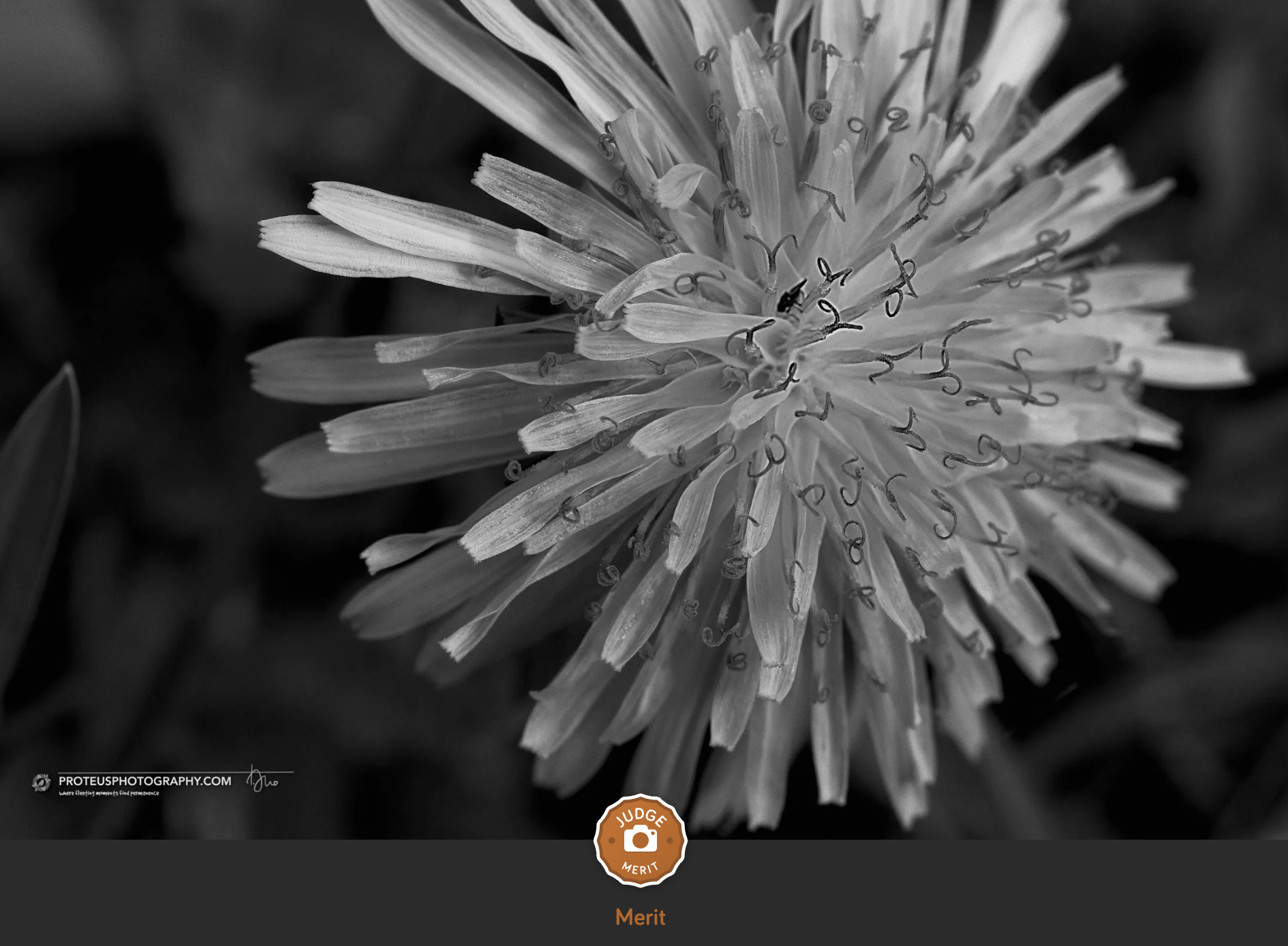 B&W flower