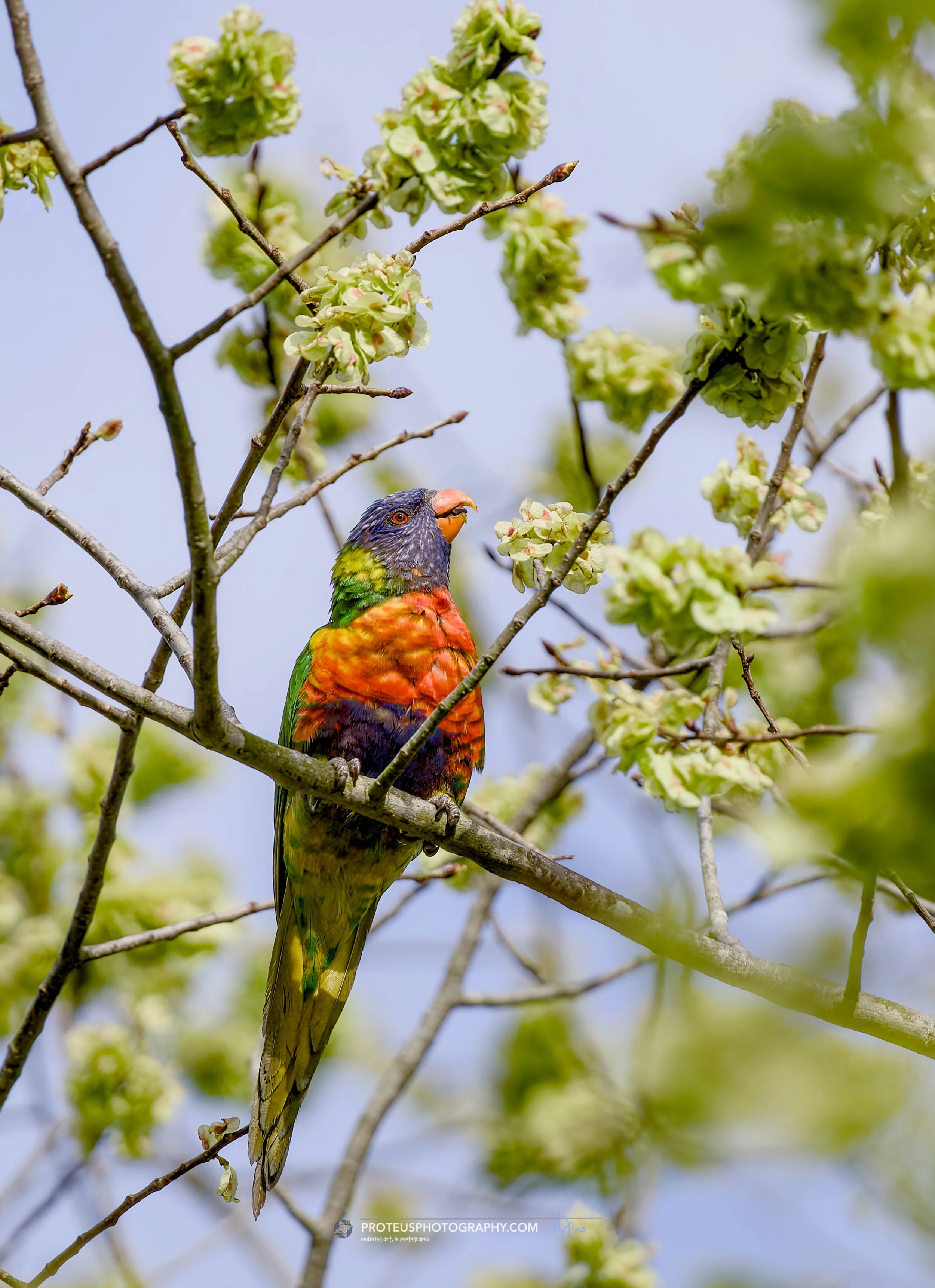 rainbow lorikeet (trichoglossus moluccanus)