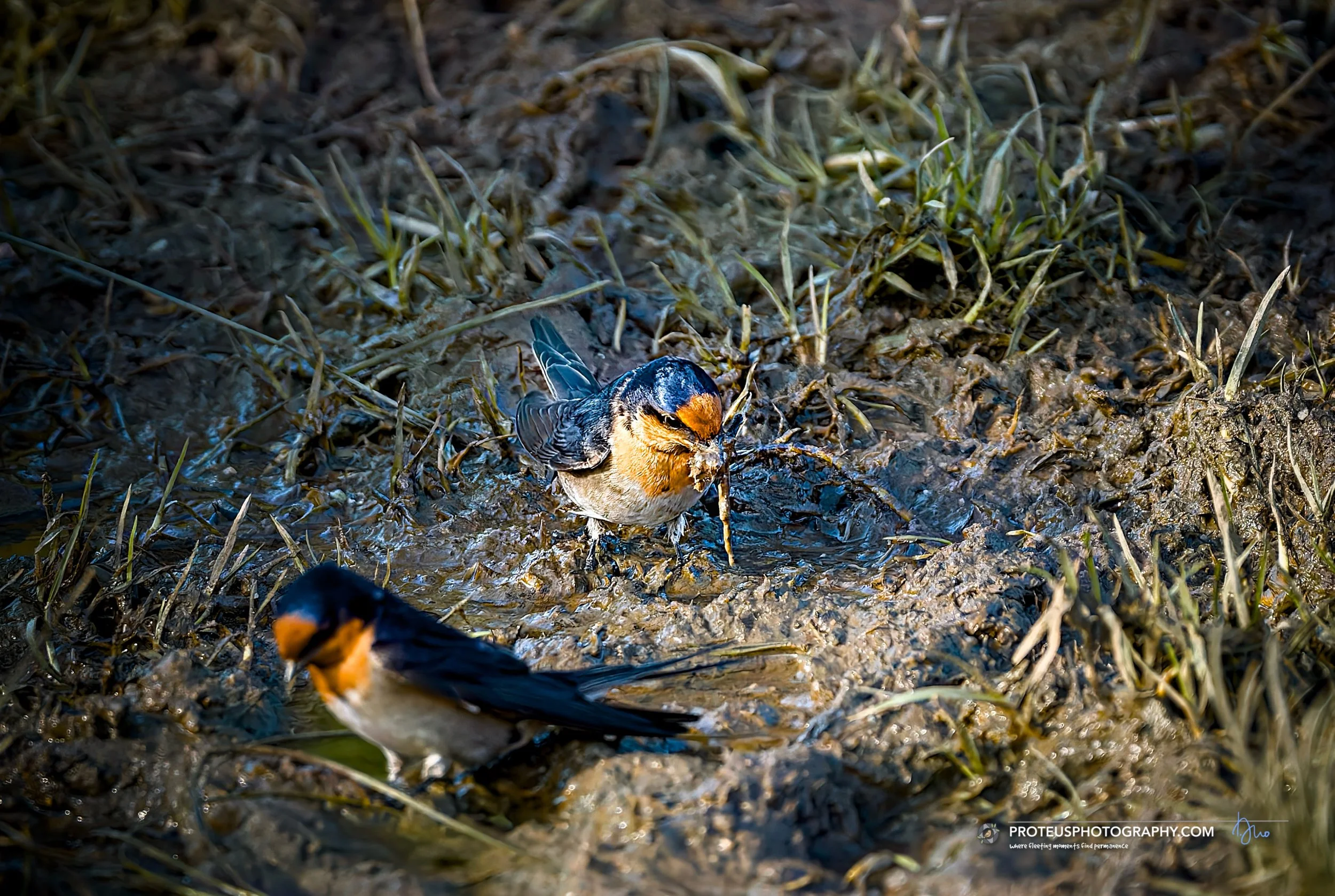 welcome swallow (Hirundo neoxena) 