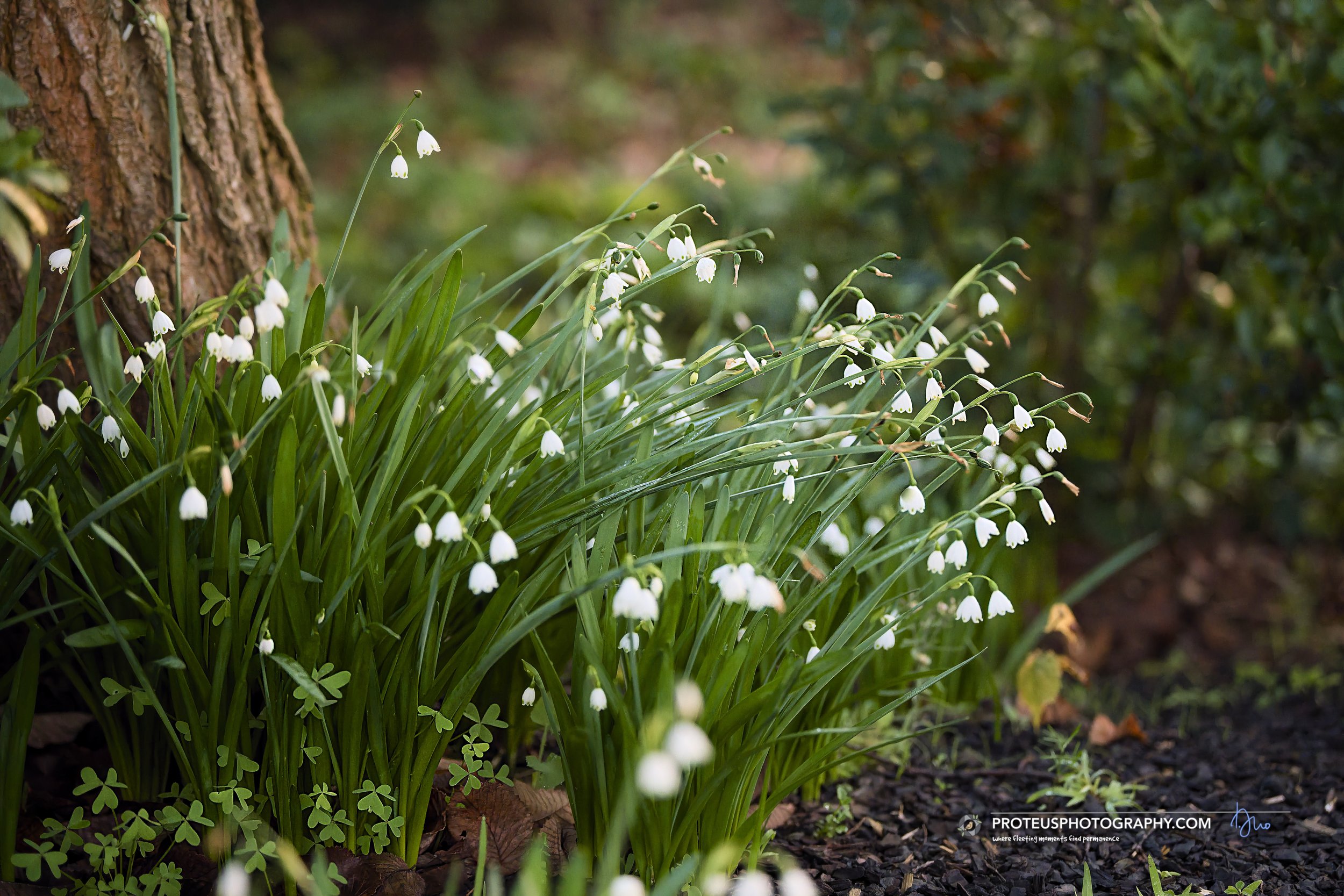 Summer Snowflakes (Leucojum aestivum)