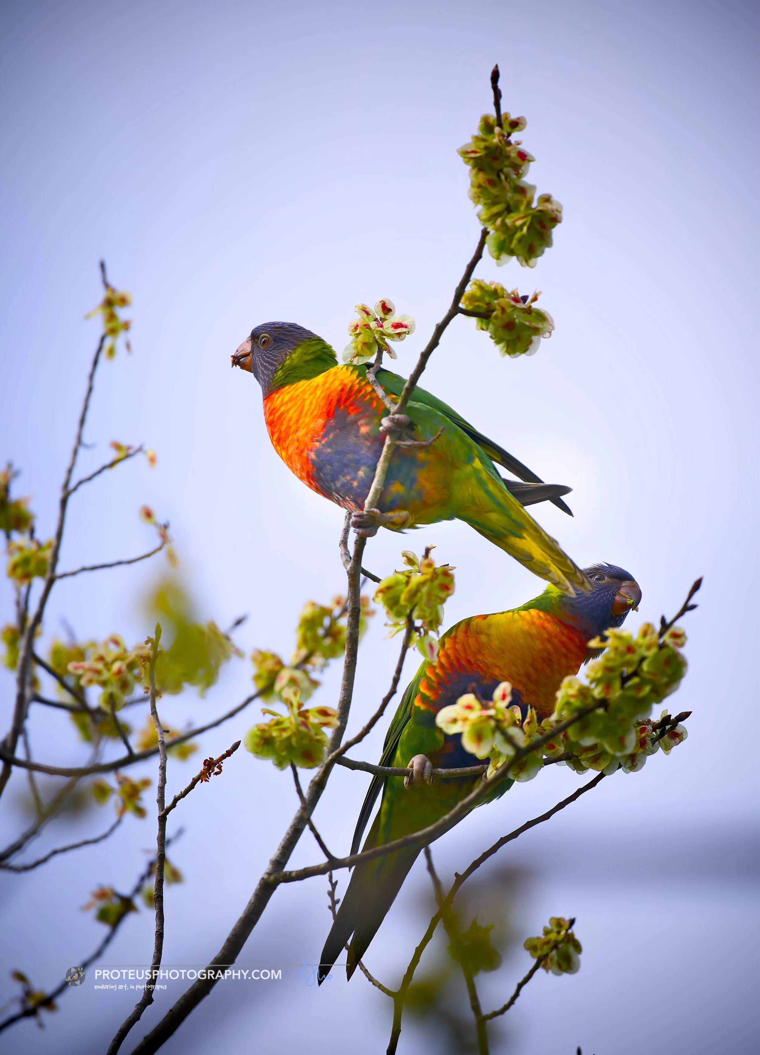 Two colorful birds perched on a budding tree branch.