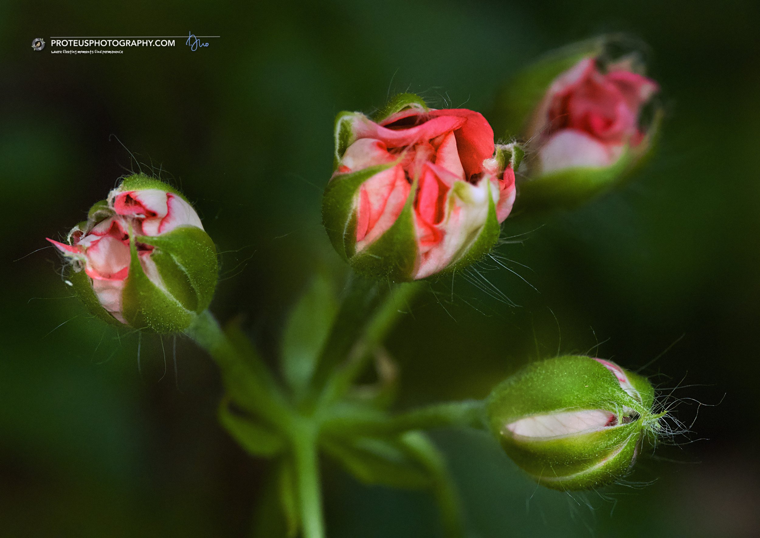 pink geranium buds, likely of the Pelargonium genus. 