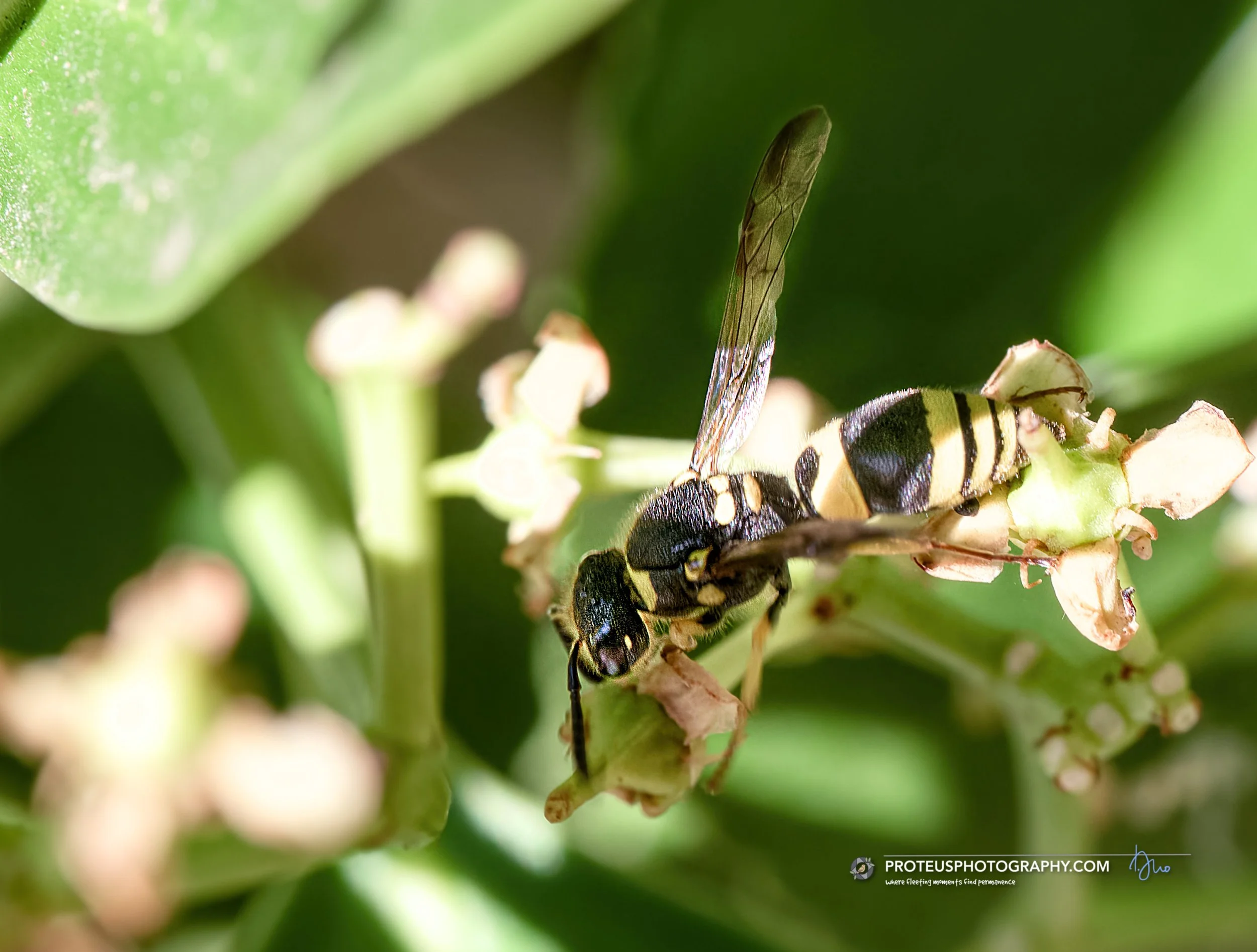 potter wasp (family vespidae, subfamily eumeninae)