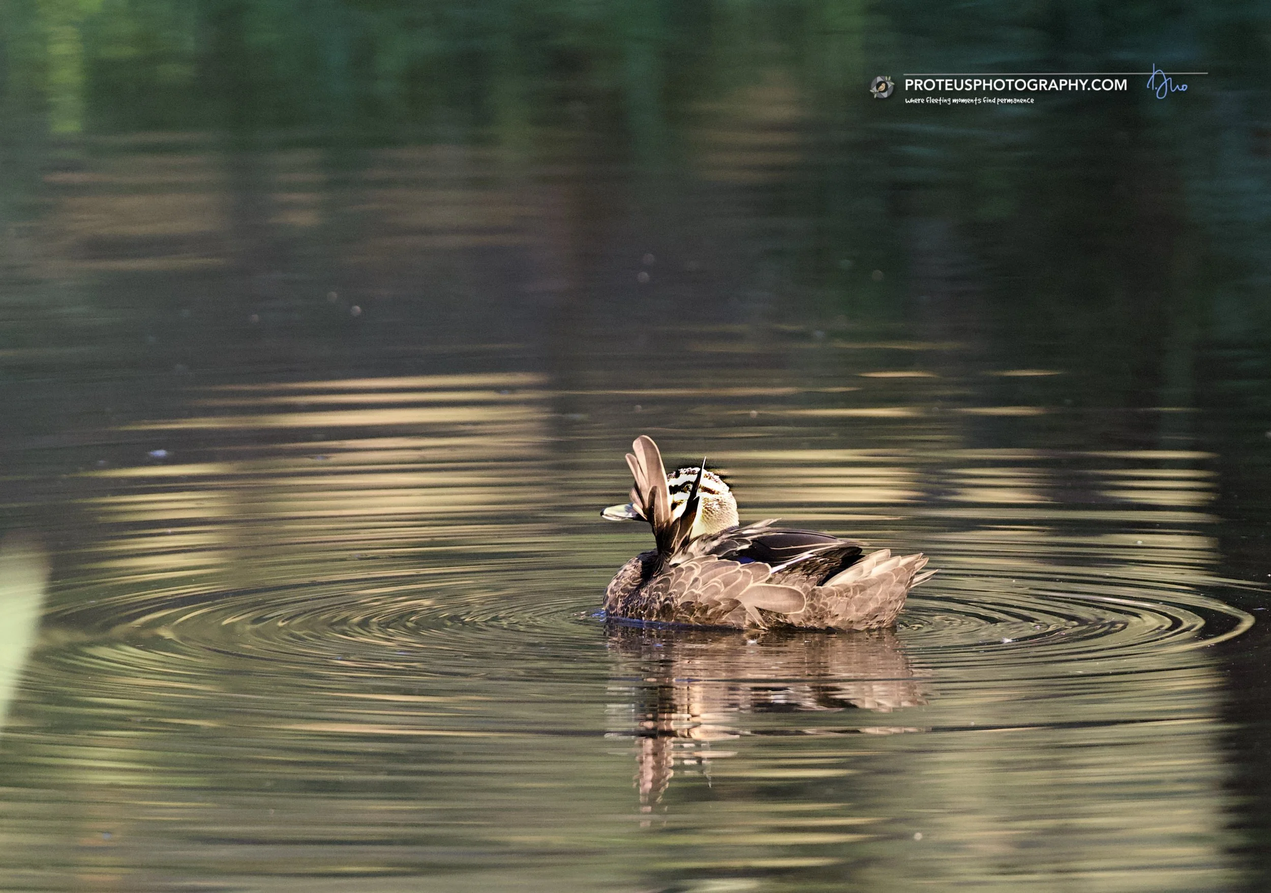 duck preening