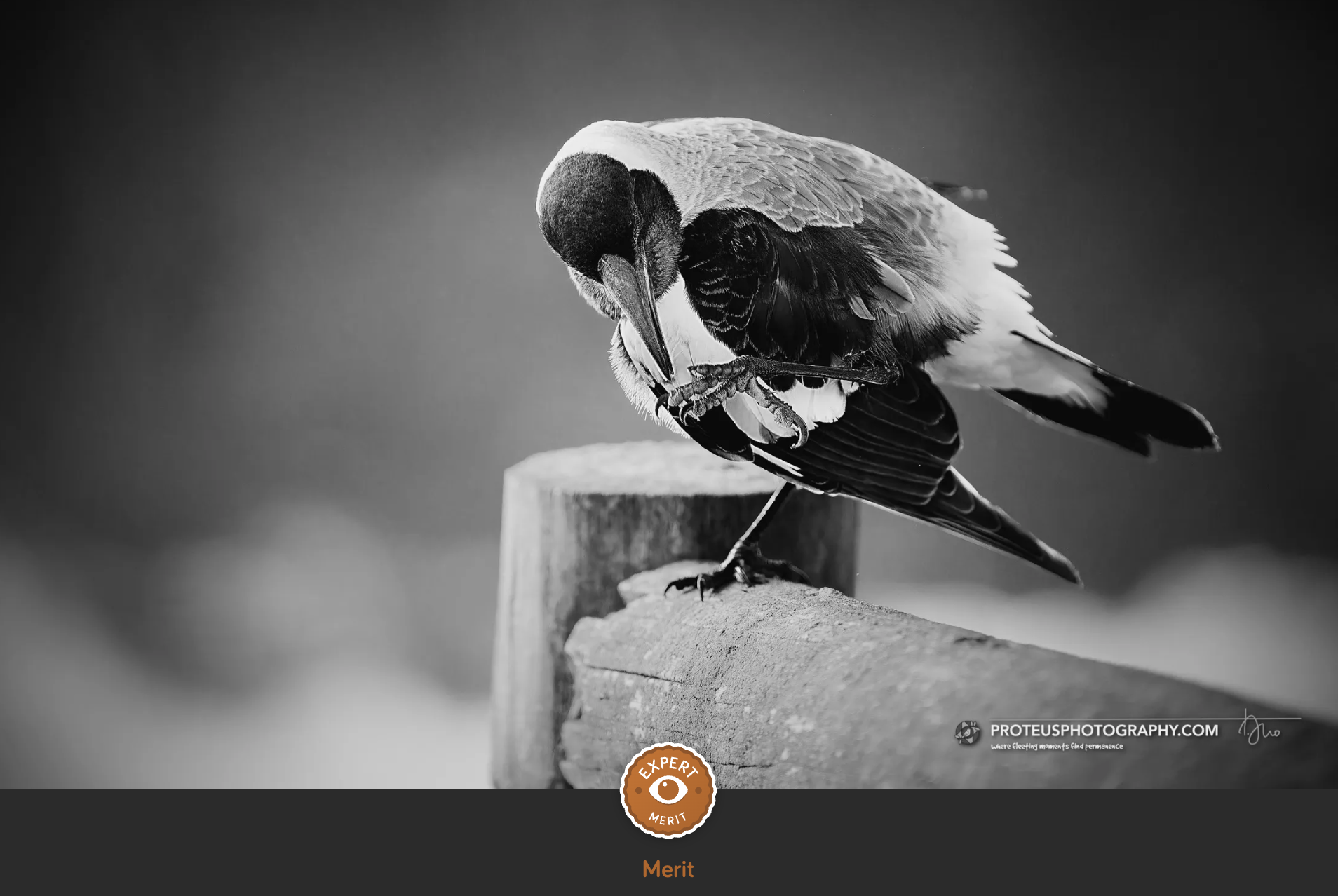 magpie