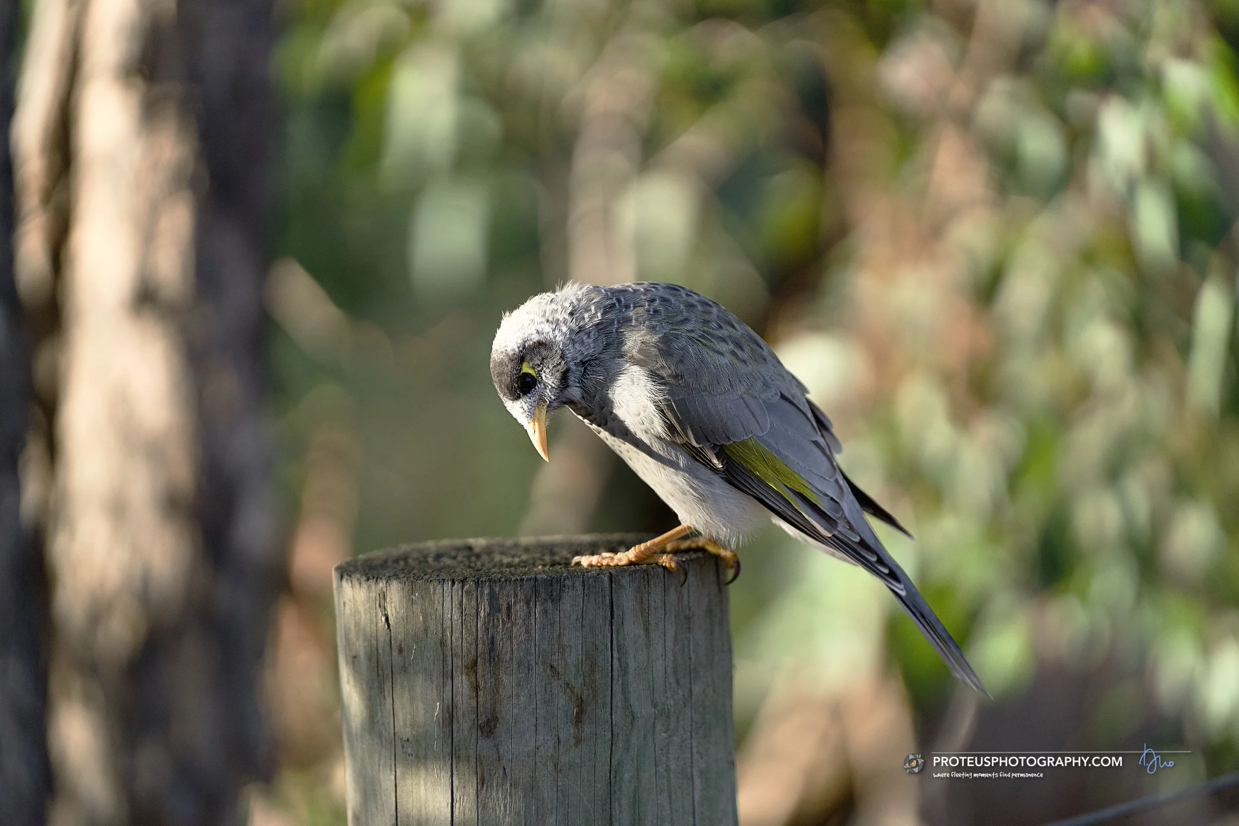 noisy miner
