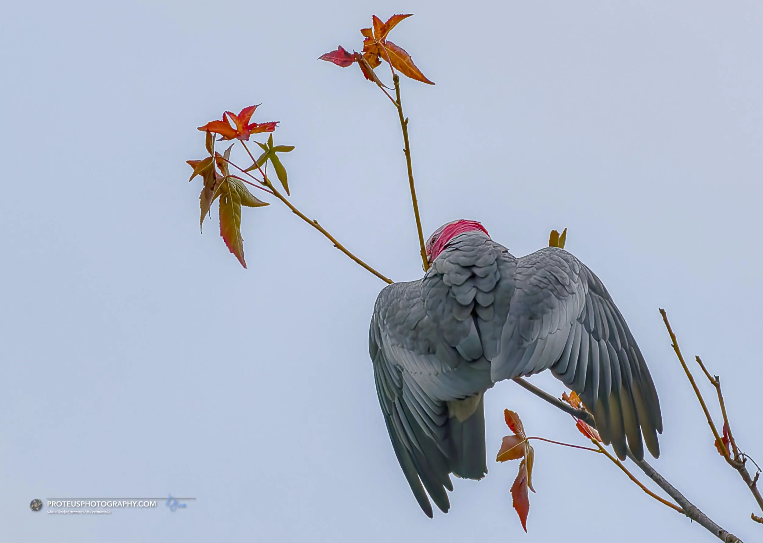 Galah in Strife