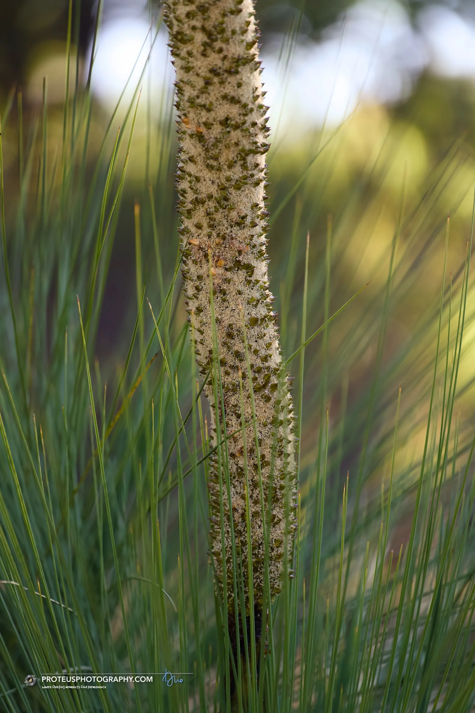 kangaroo tail (xanthorrhoea) also known by different names - balga (Western Australia), yakka (South Australia), yamina (Tasmania, from the palawa kani language),