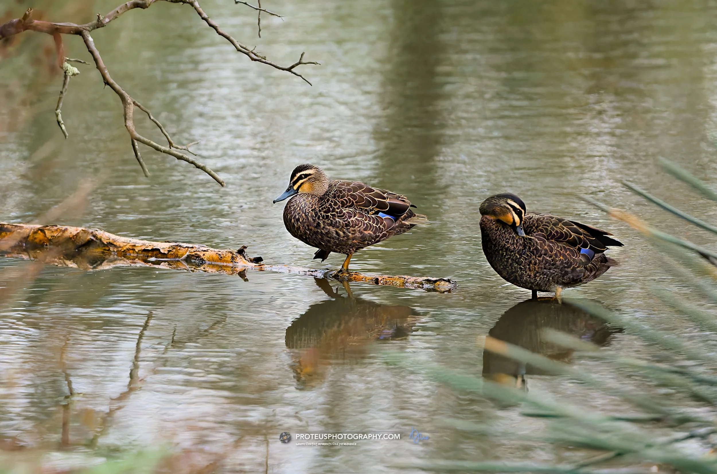 Two ducks standing on a log in a calm body of water, with branches partly submerged overhead and surrounding foliage.