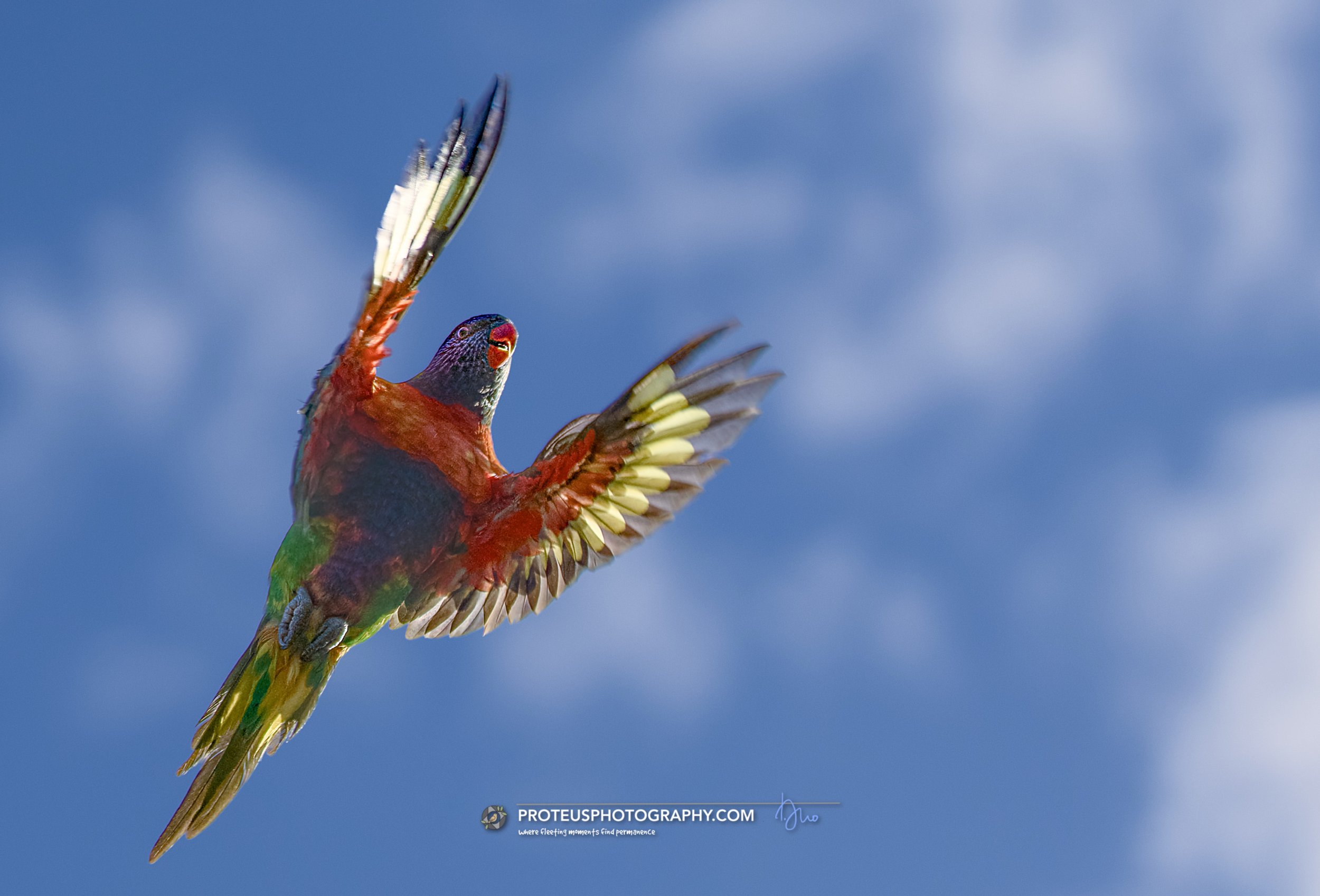 rainbow lorikeet (trichoglossus moluccanus)